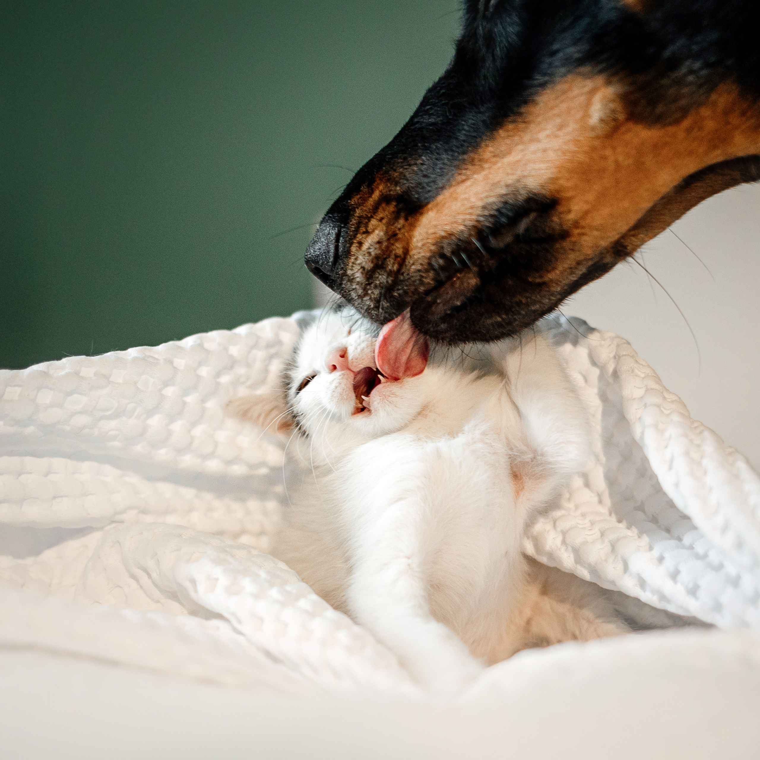 Фотосессия для котят в интерьере