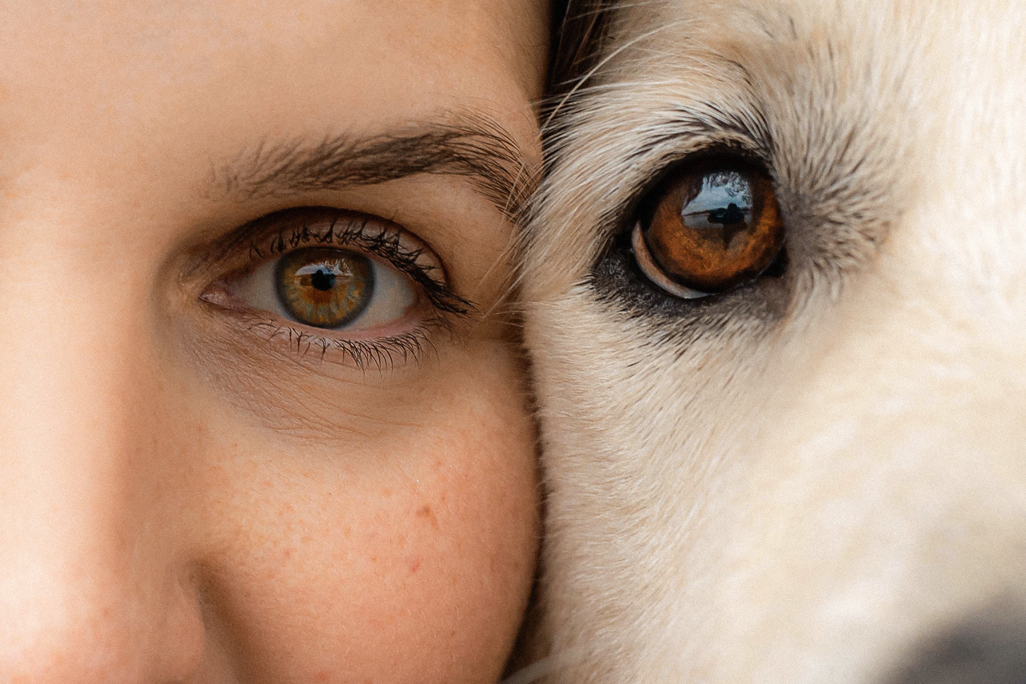 Фотосессия с золотистым ретривером Мартином в Москве