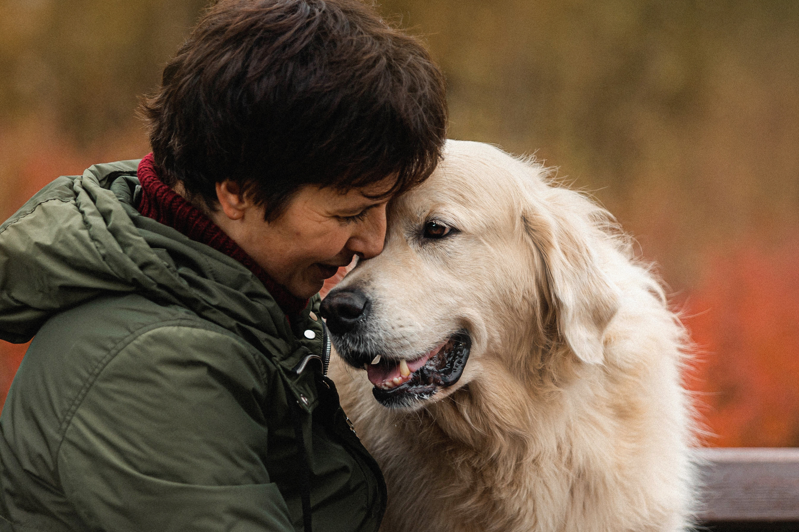 Фотосессия с золотистым ретривером Мартином в Москве