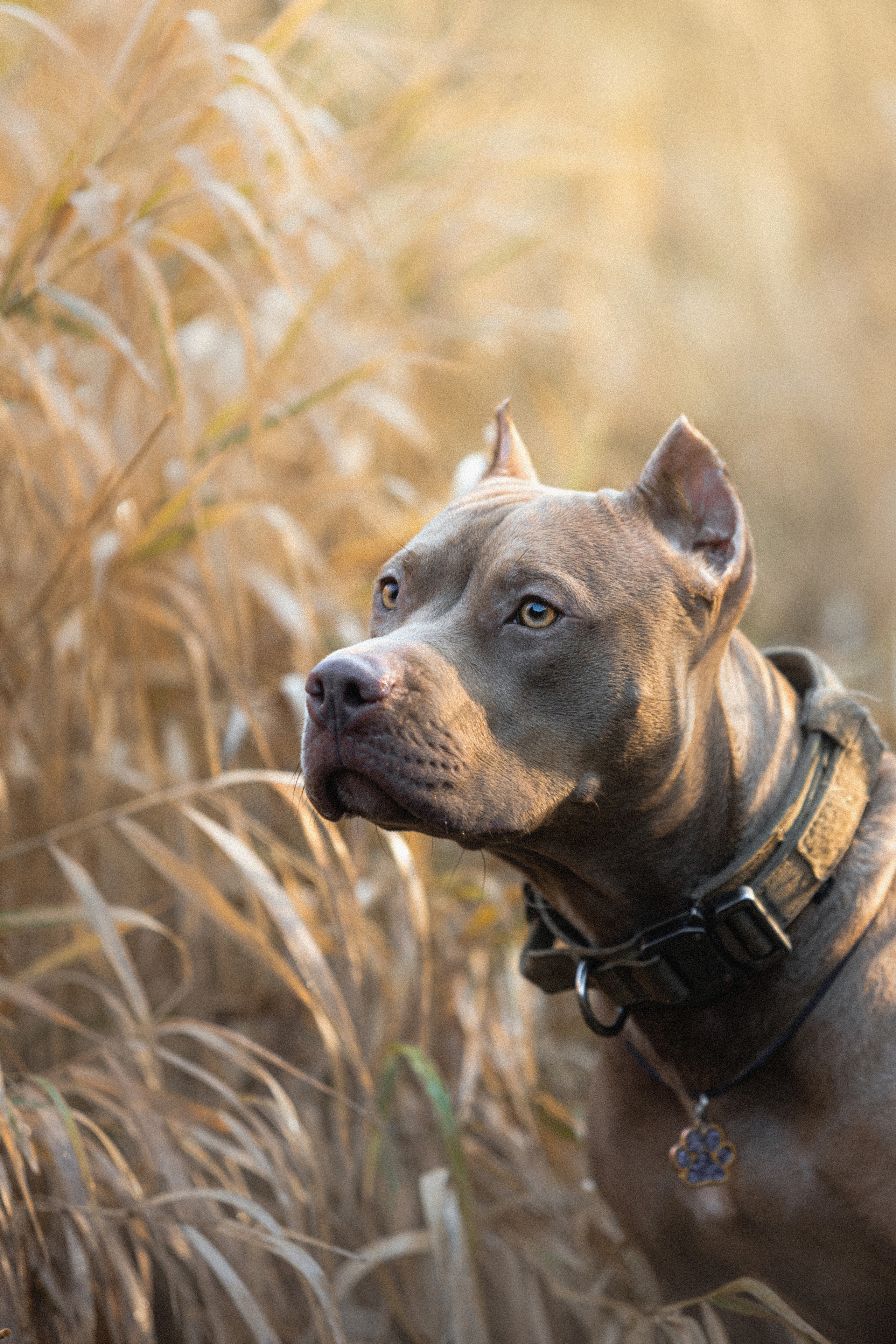 Фотосессия с собаками Камю и Афина в Москве