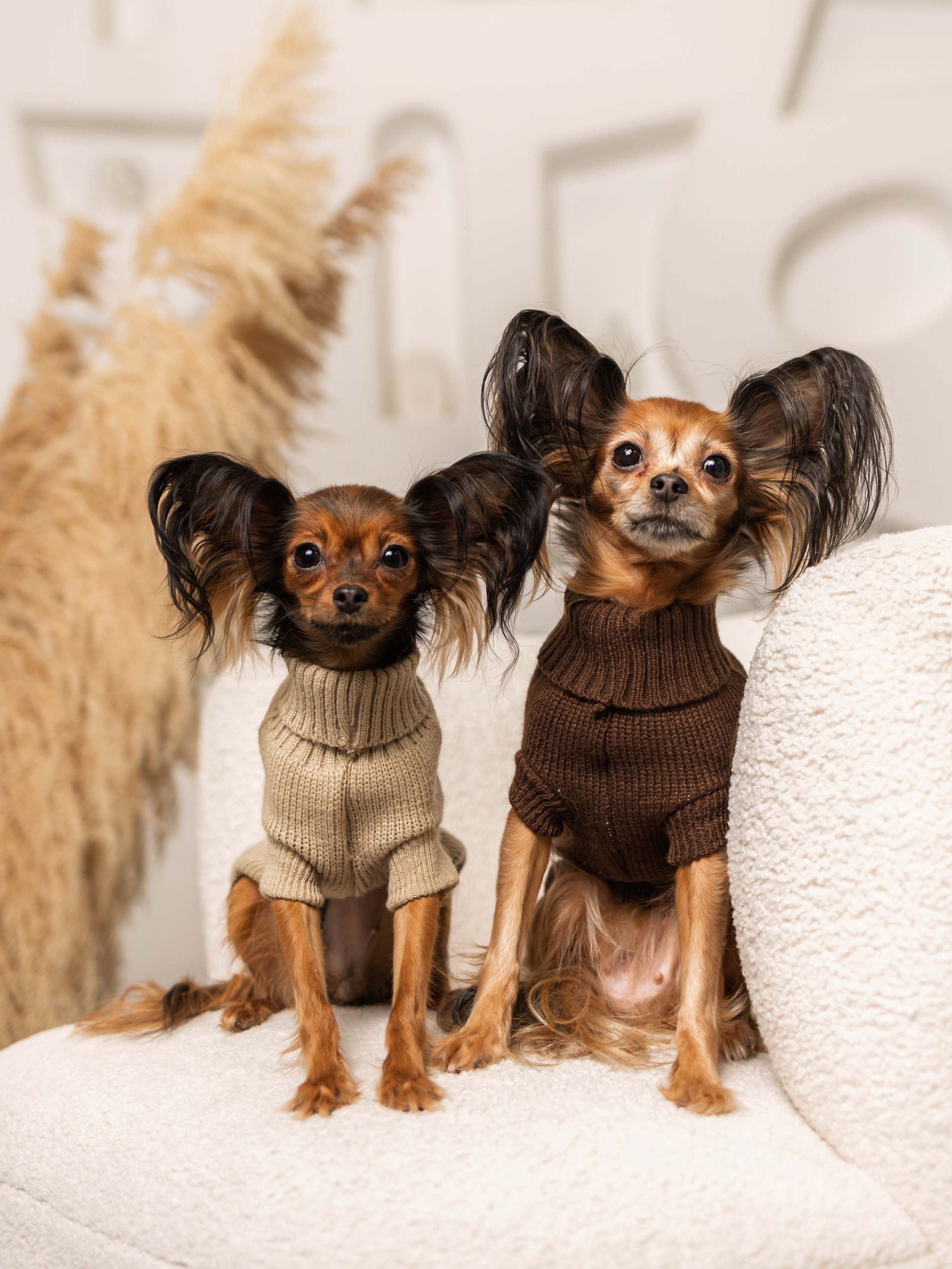 Фотосессия для каталога собачьих товаров на Wildberries