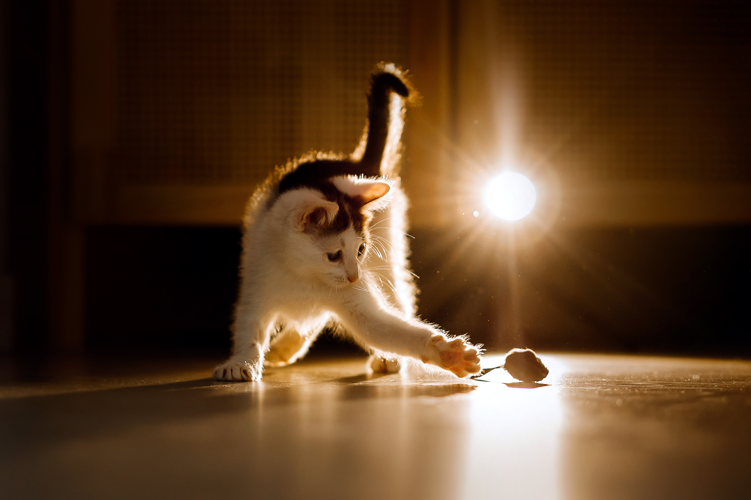 Фотосессия для котят в интерьере