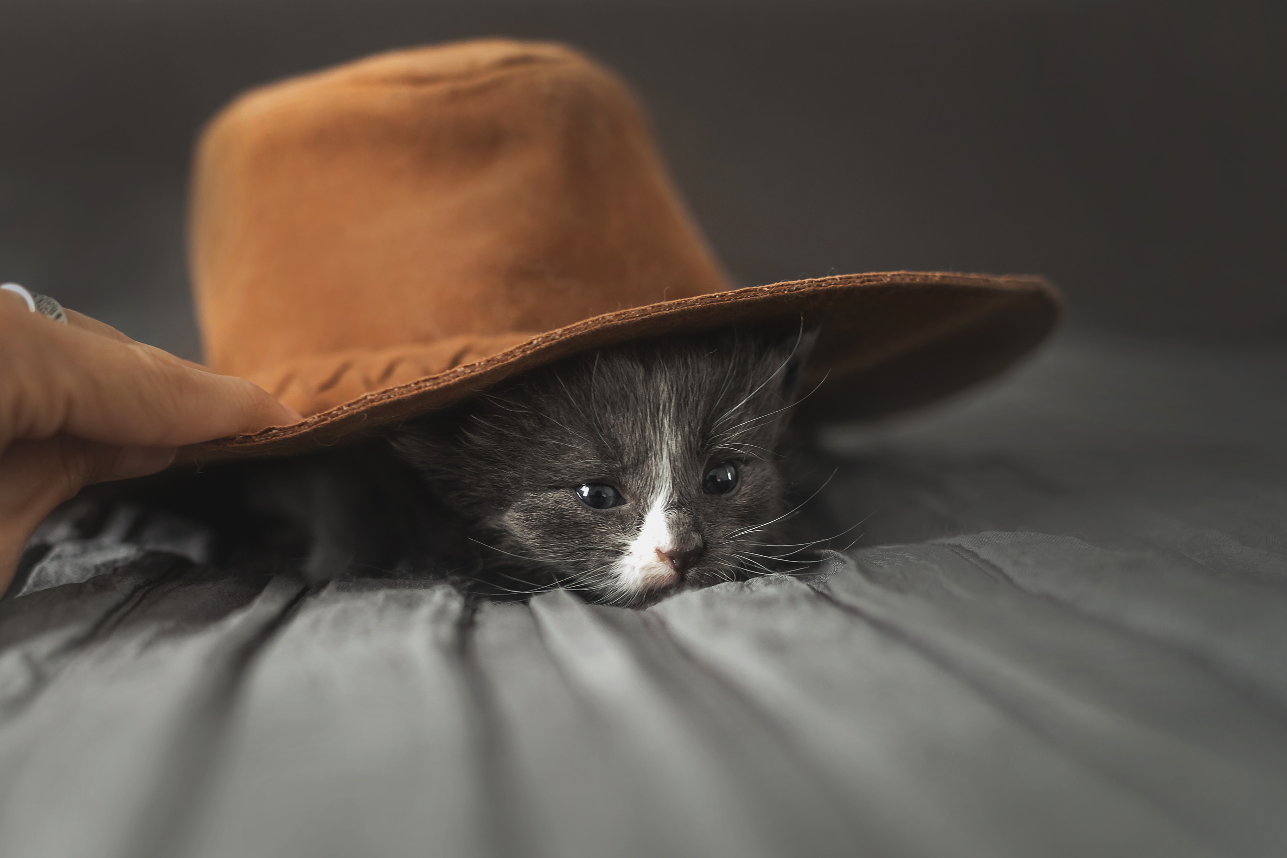 Фотосессия для новорожденных котят