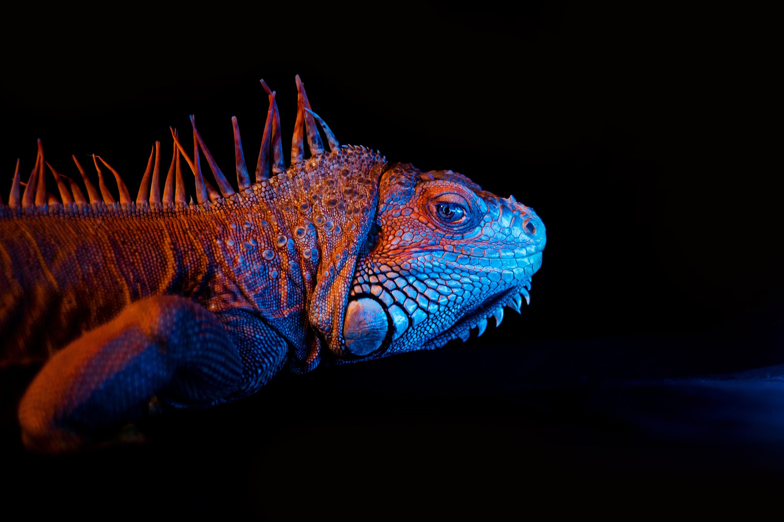 Фотосессия игуаны Иги