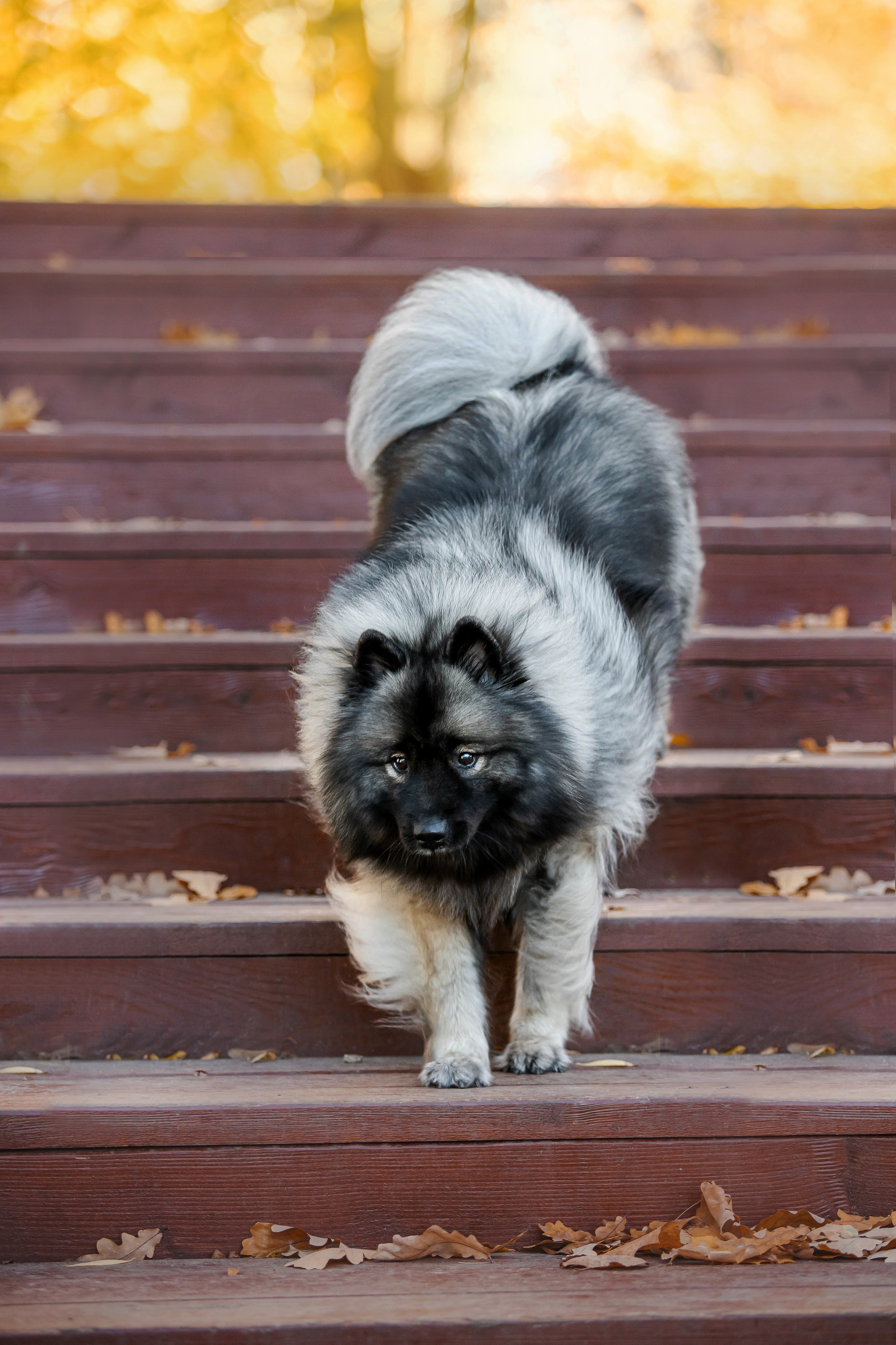 Фотосессия с собакой Чарой в Москве