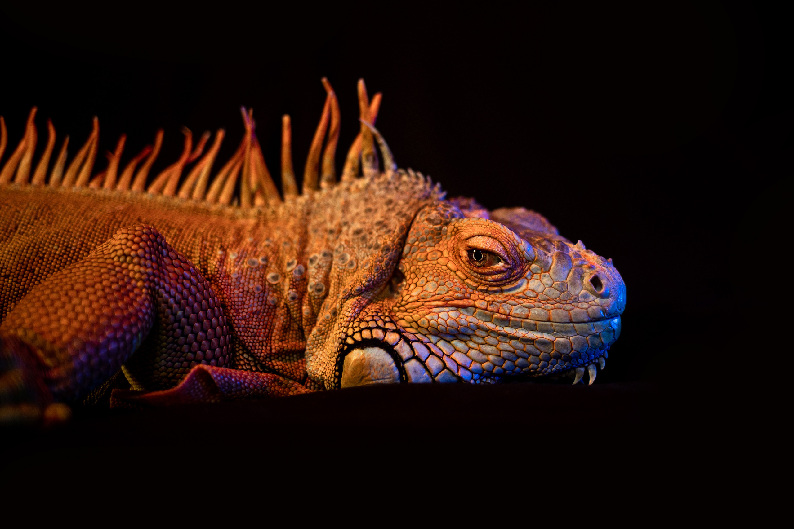 Фотосессия игуаны Иги