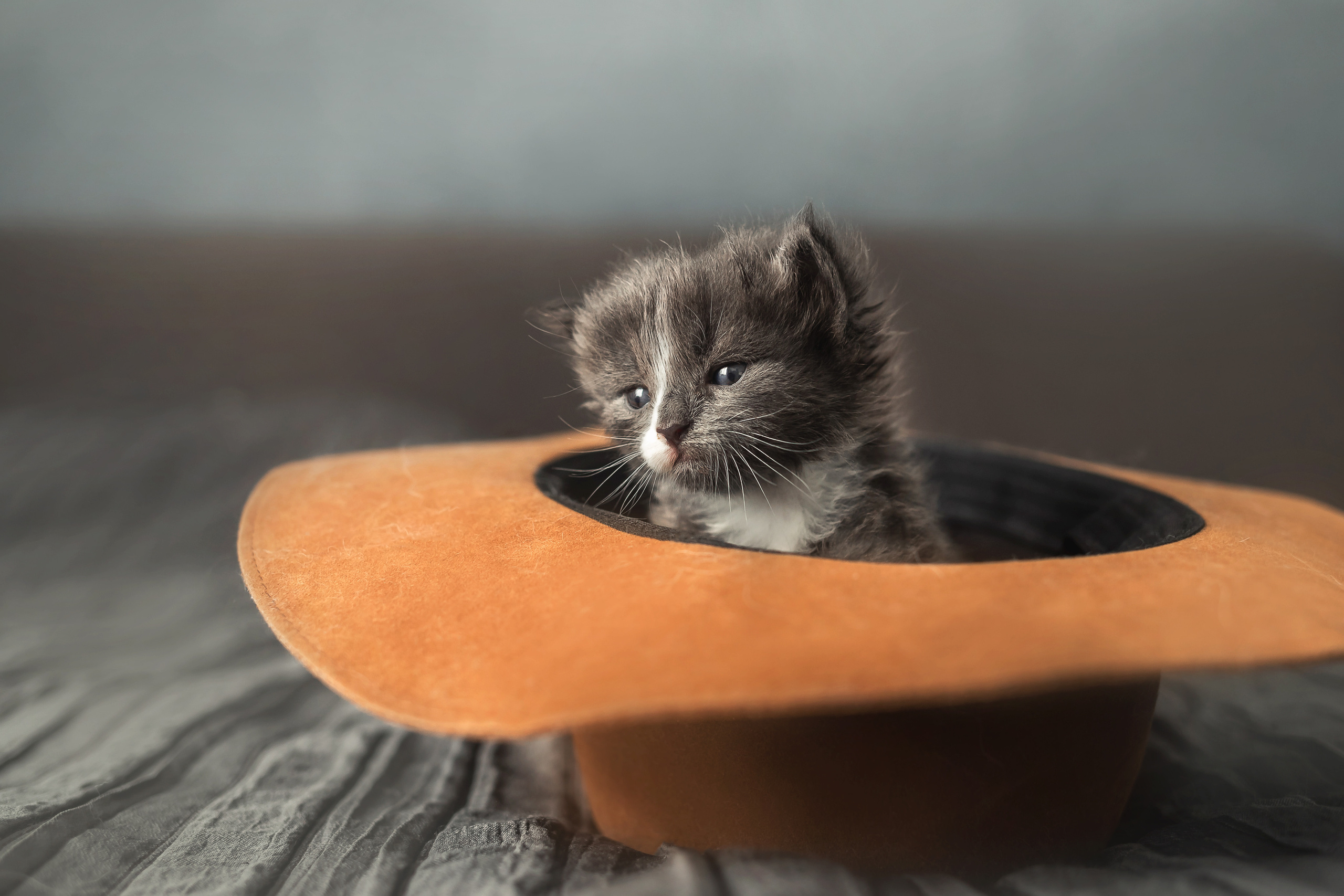 Фотосессия для новорожденных котят