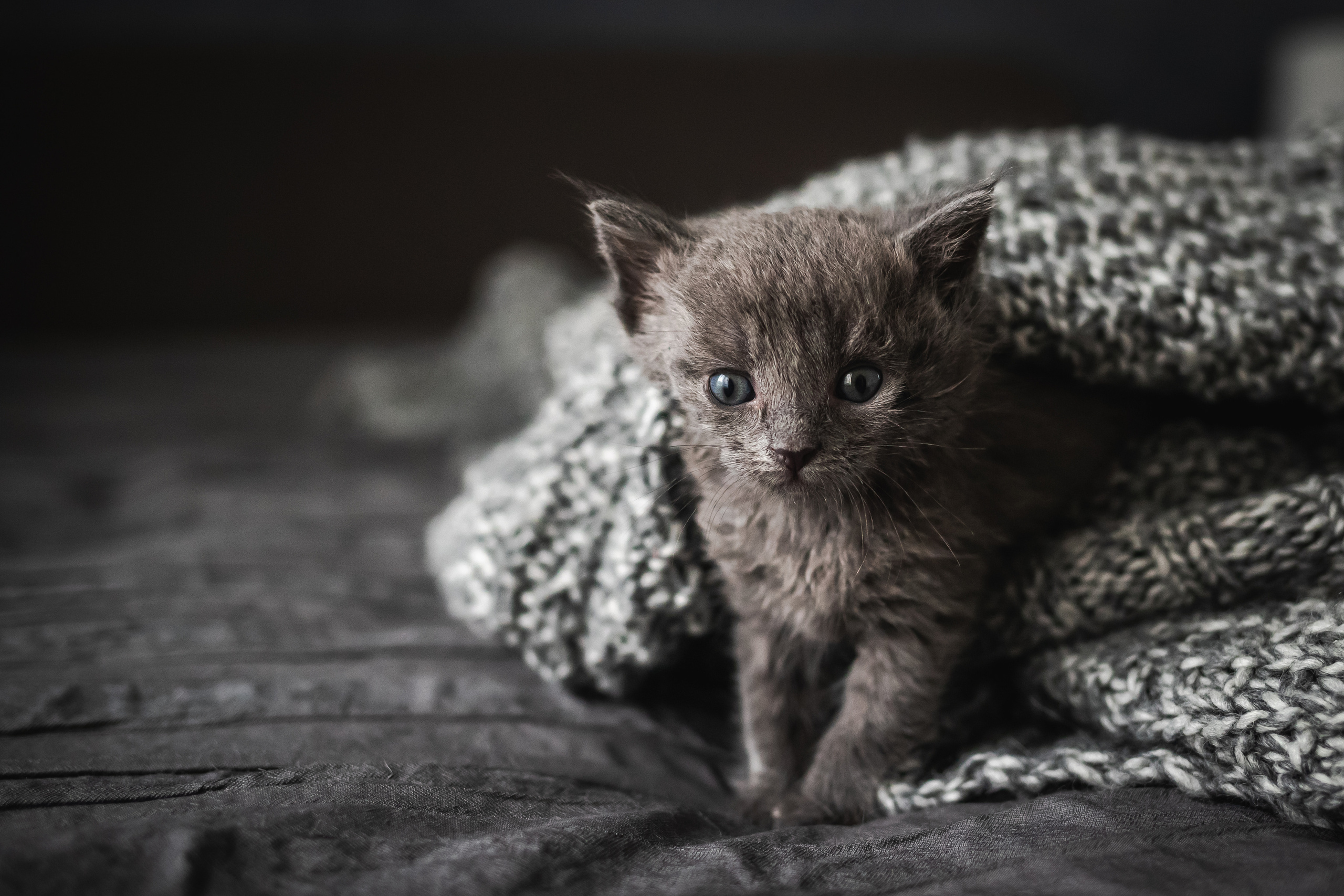 Фотосессия для новорожденных котят