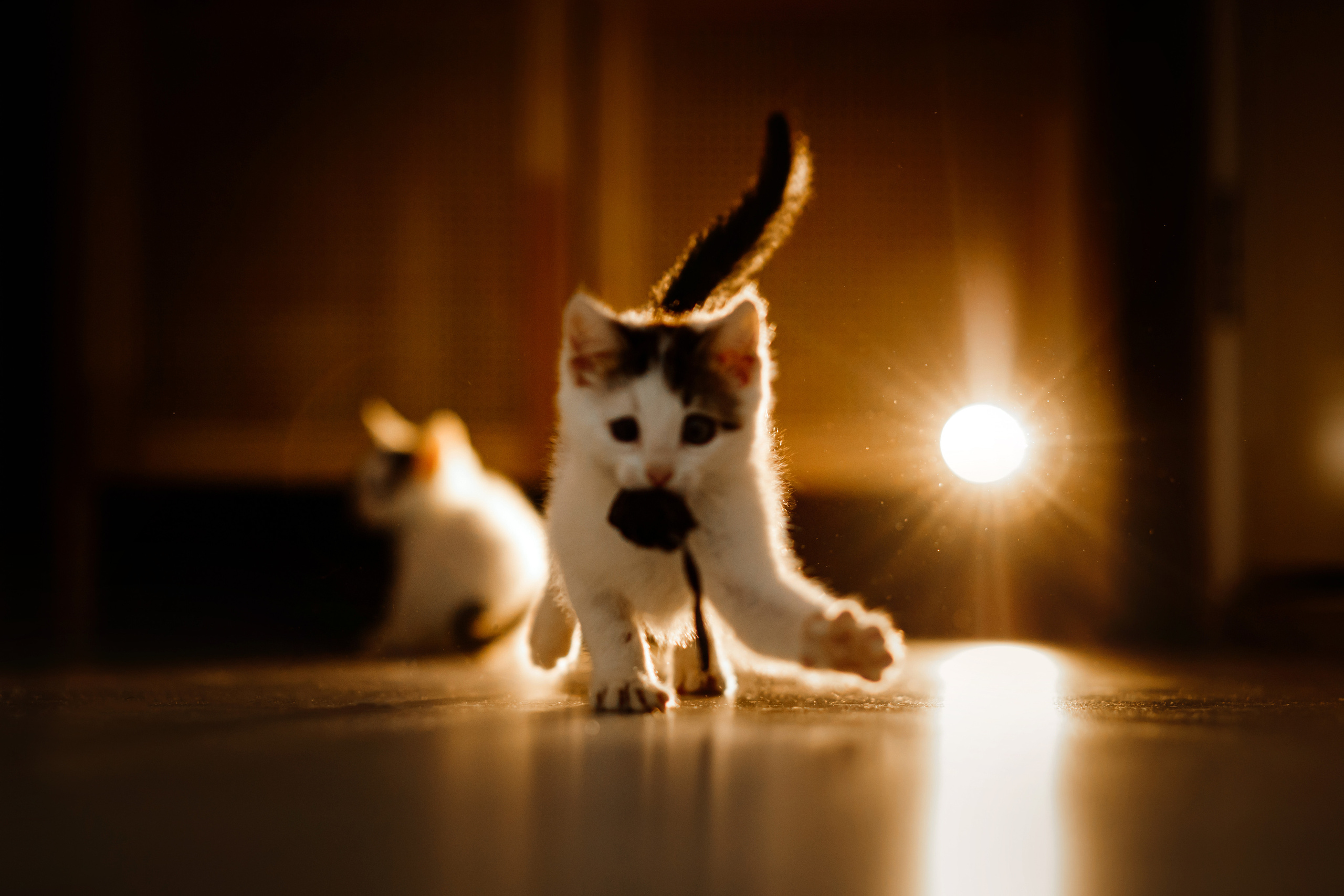 Фотосессия для котят в интерьере