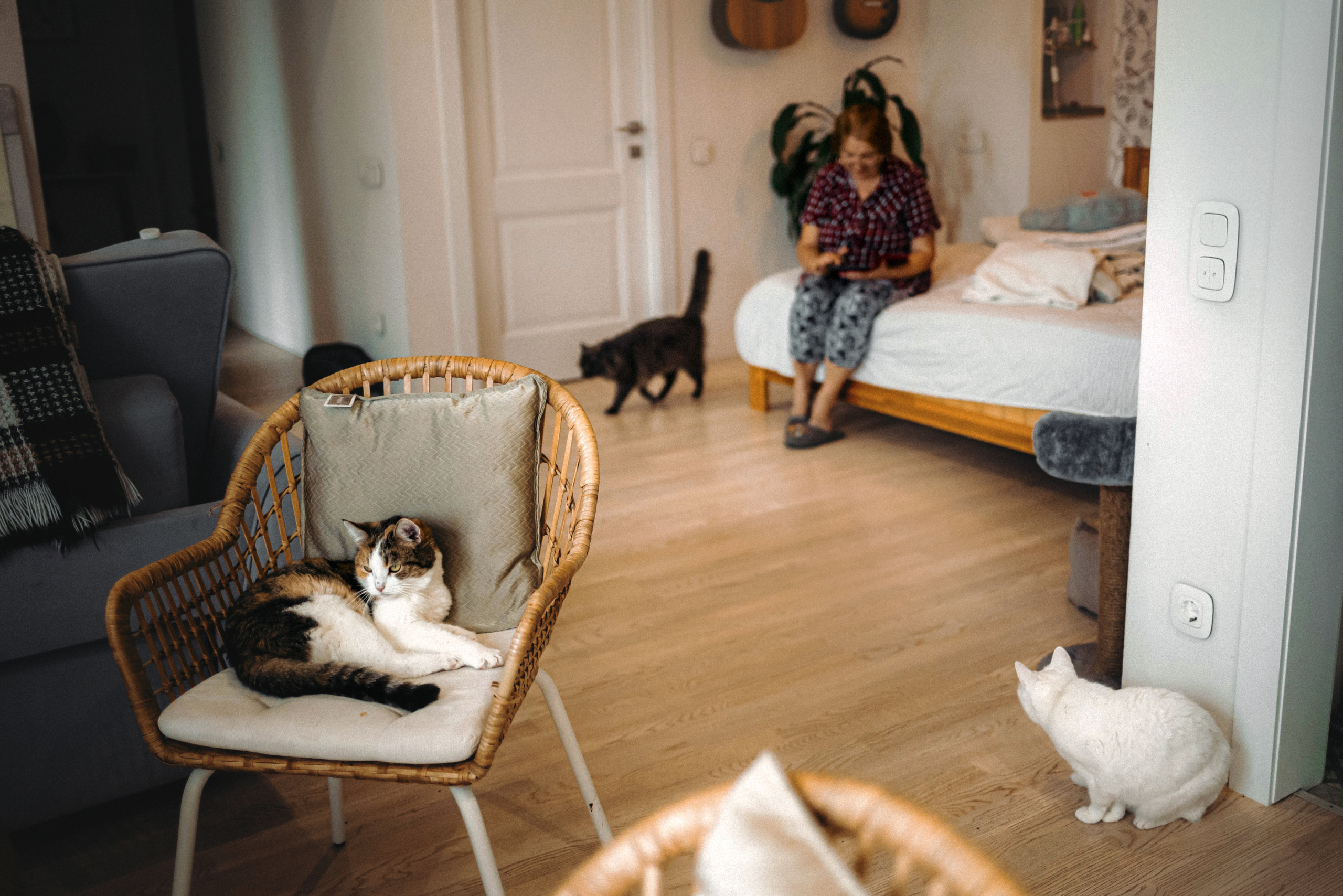 Фотосессия для кота в интерьере