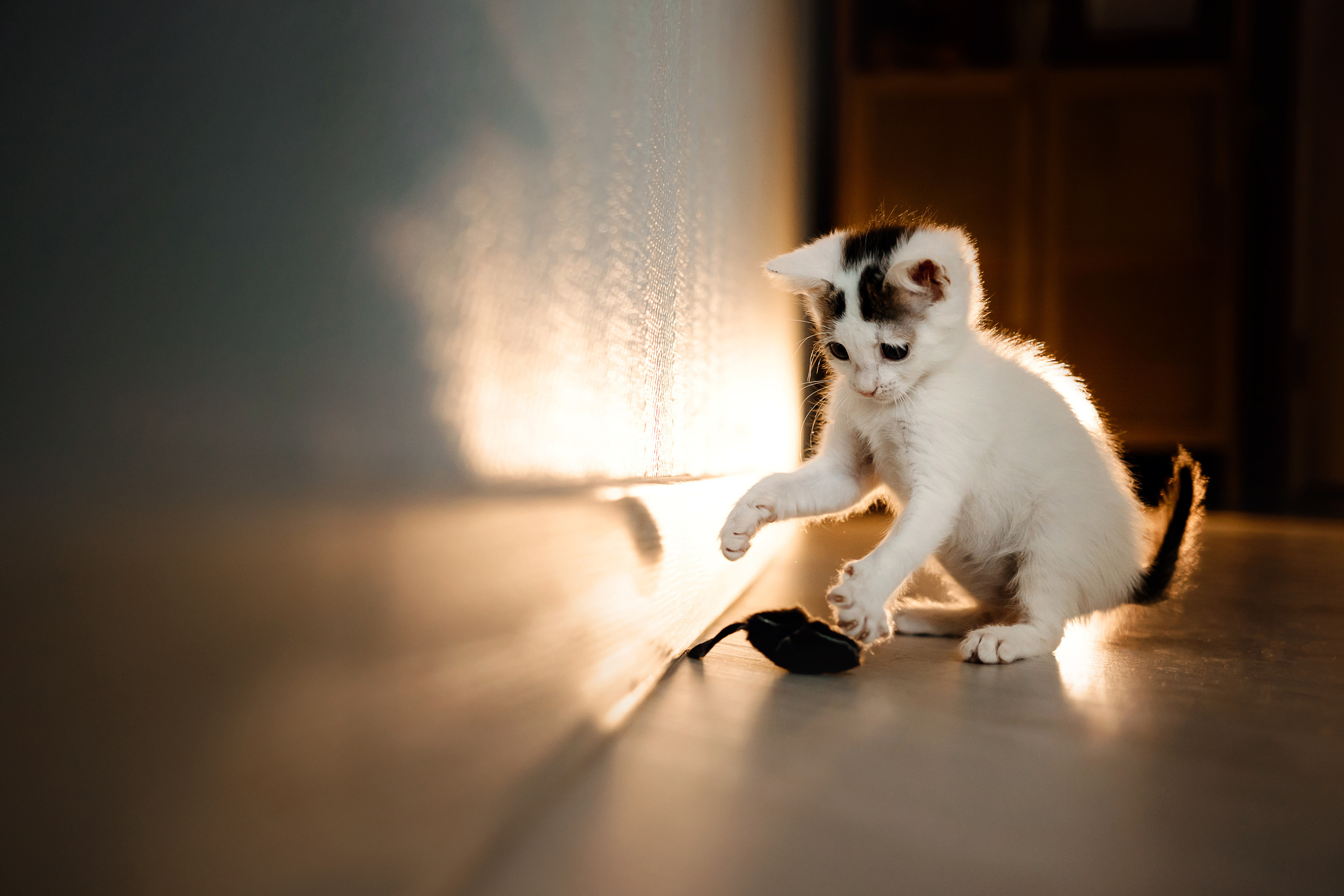 Фотосессия для котят в интерьере