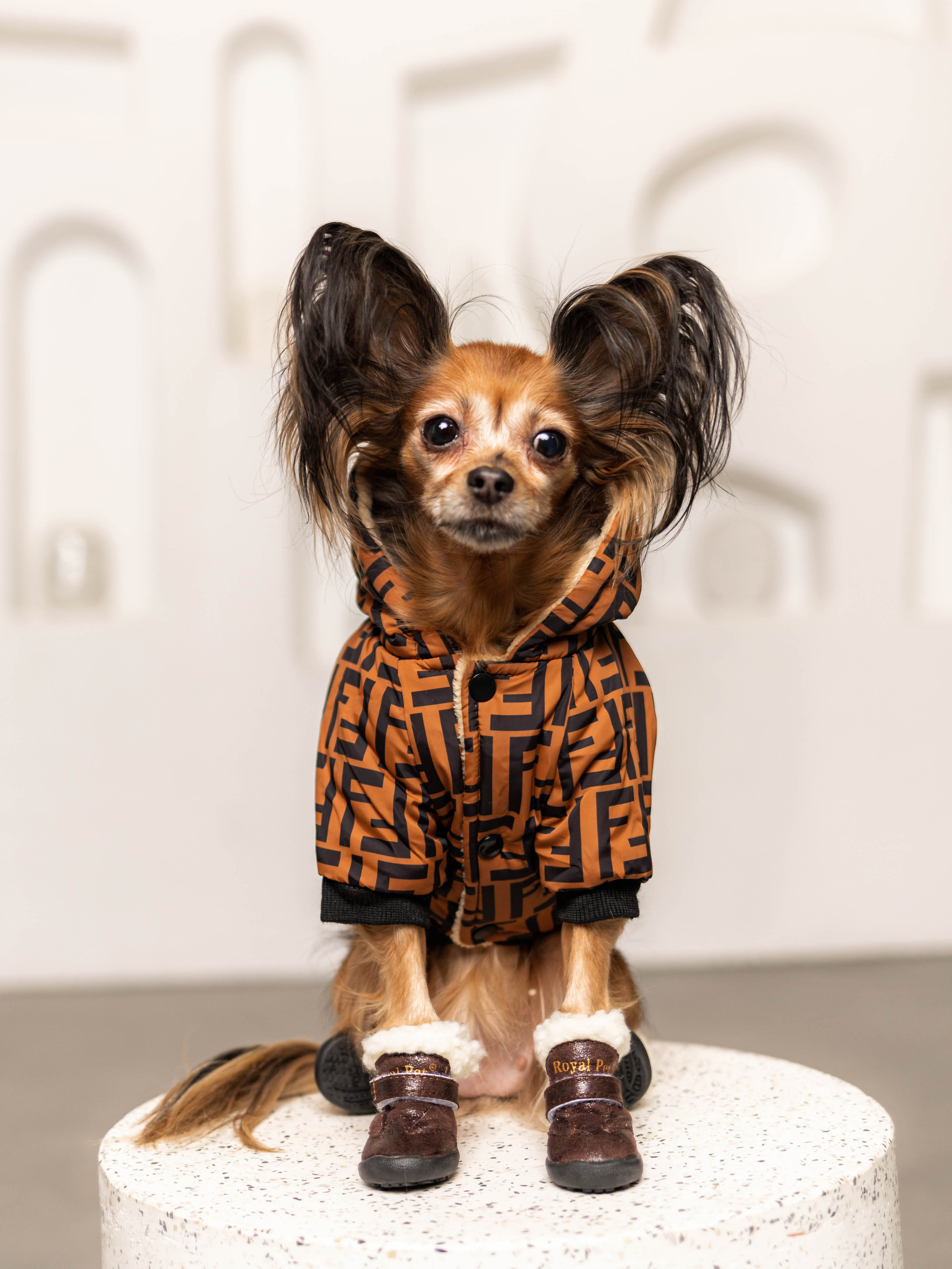 Фотосессия для каталога собачьих товаров на Wildberries