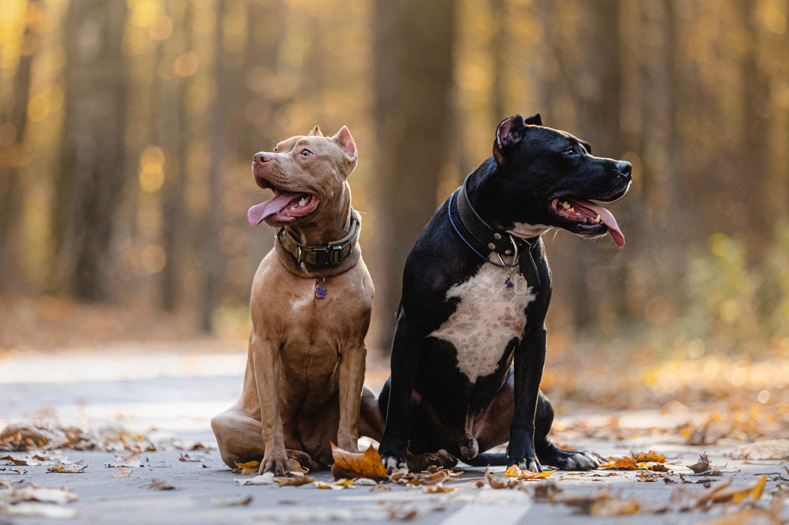Фотосессия с собаками Камю и Афина в Москве