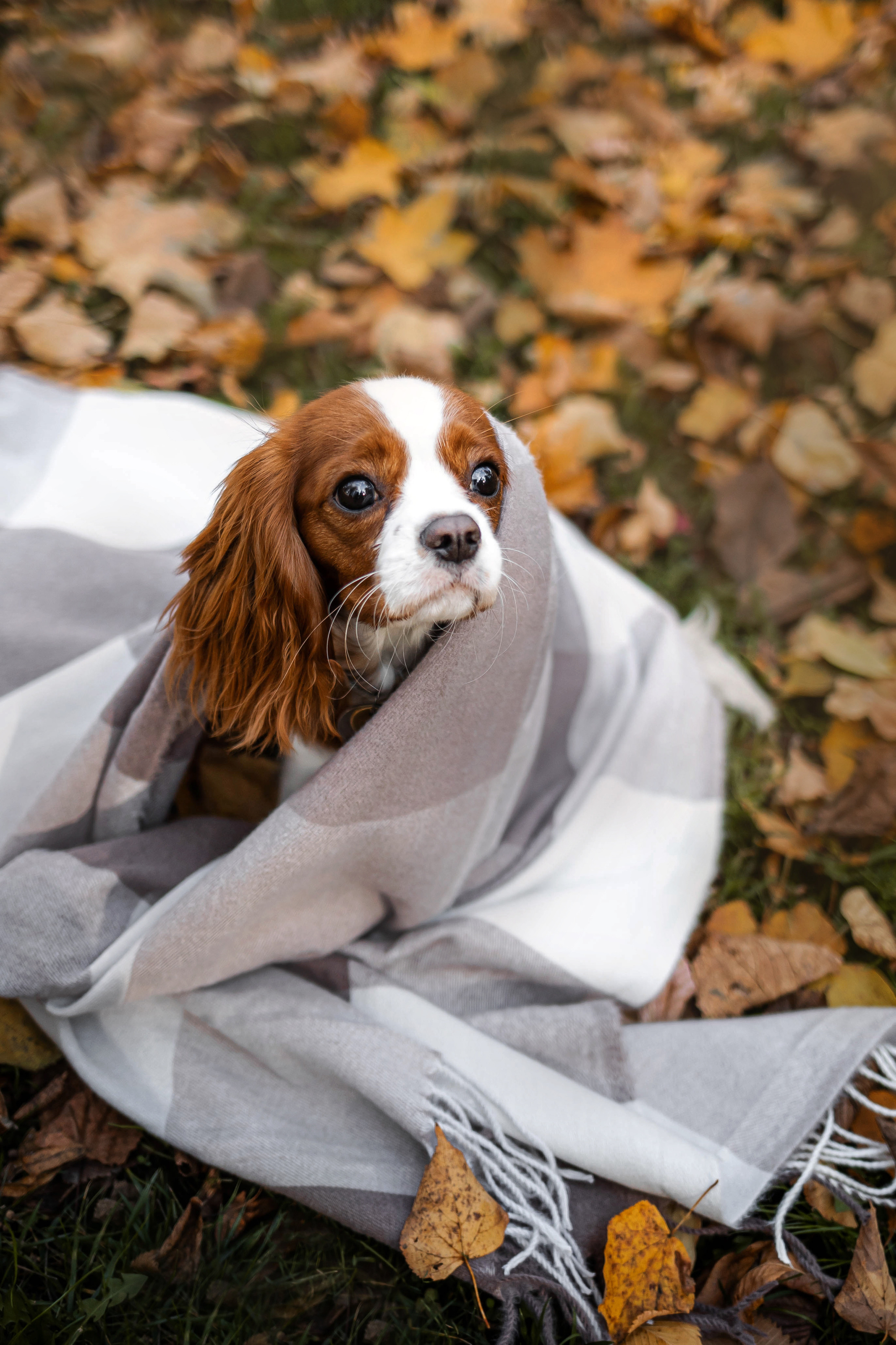 Фотосессия с собакой Флаффи в Москве