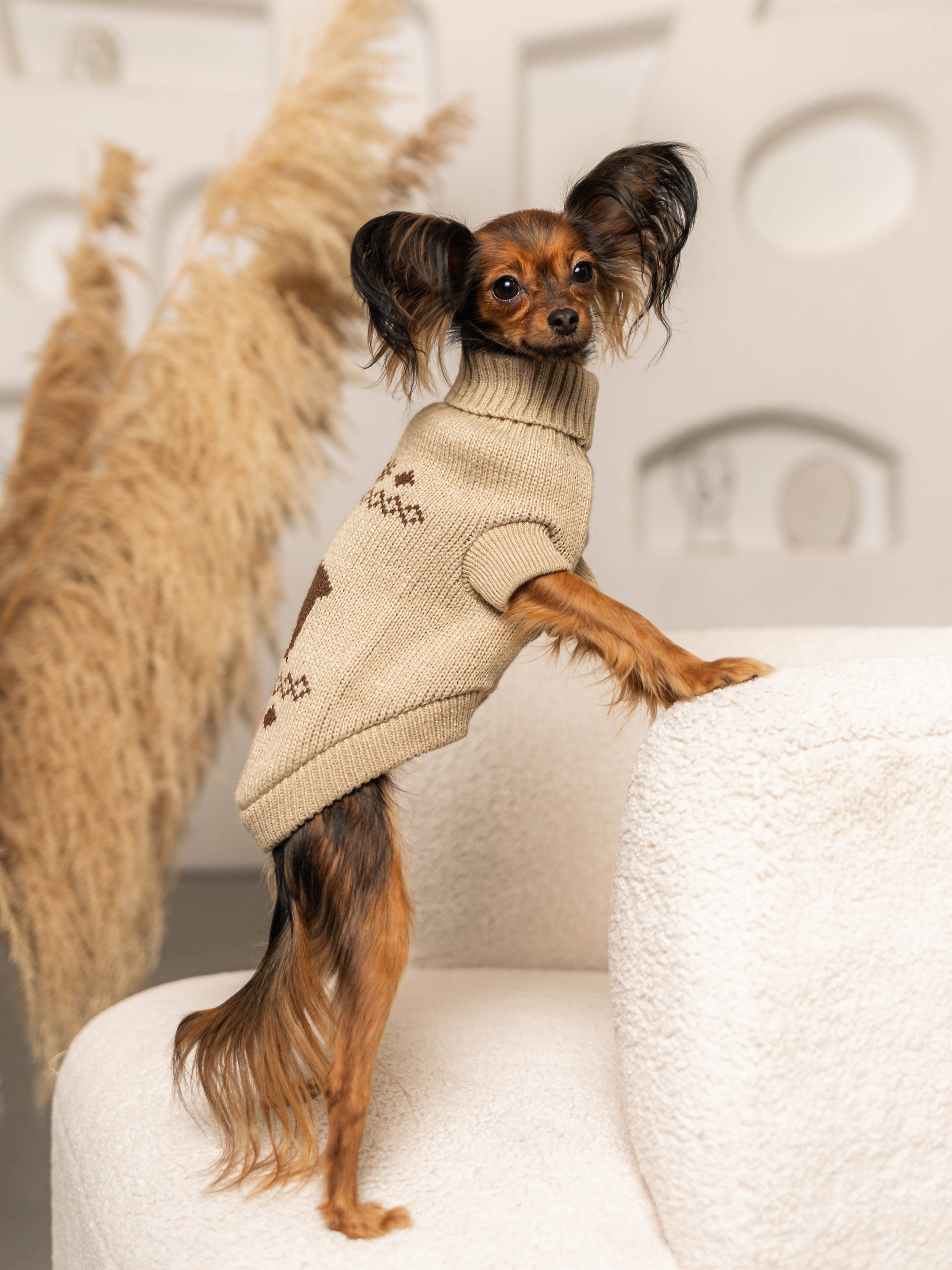 Фотосессия для каталога собачьих товаров на Wildberries