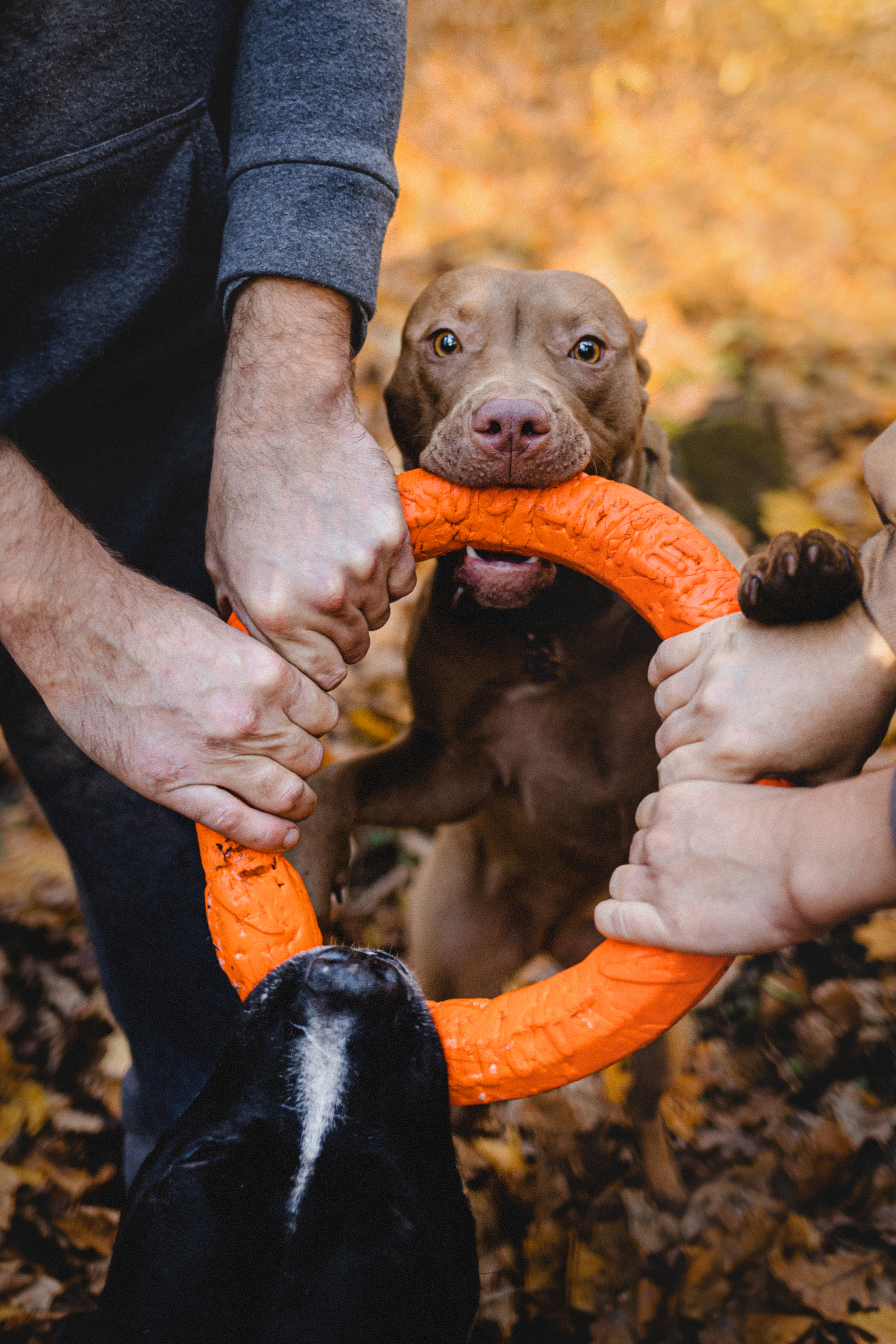 Фотосессия с собаками Камю и Афина в Москве