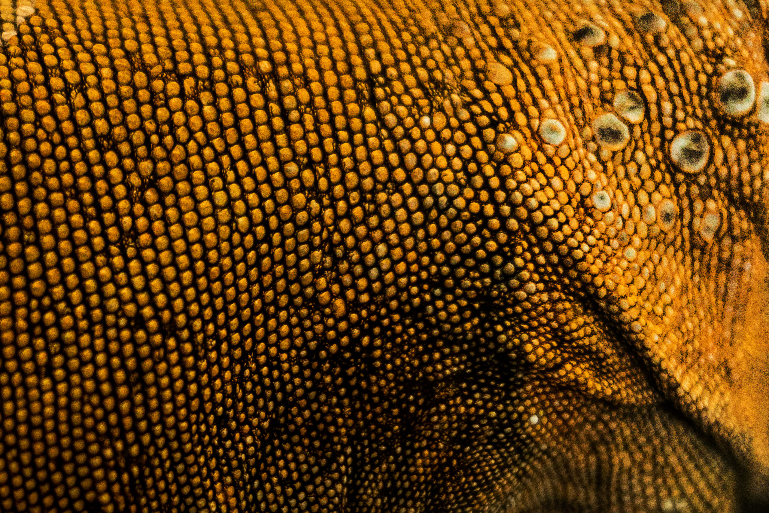 Фотосессия игуаны Иги