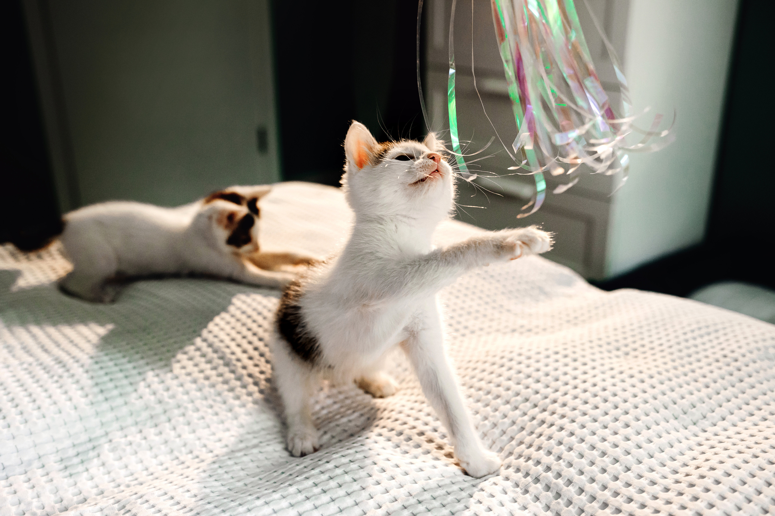 Фотосессия для котят в интерьере