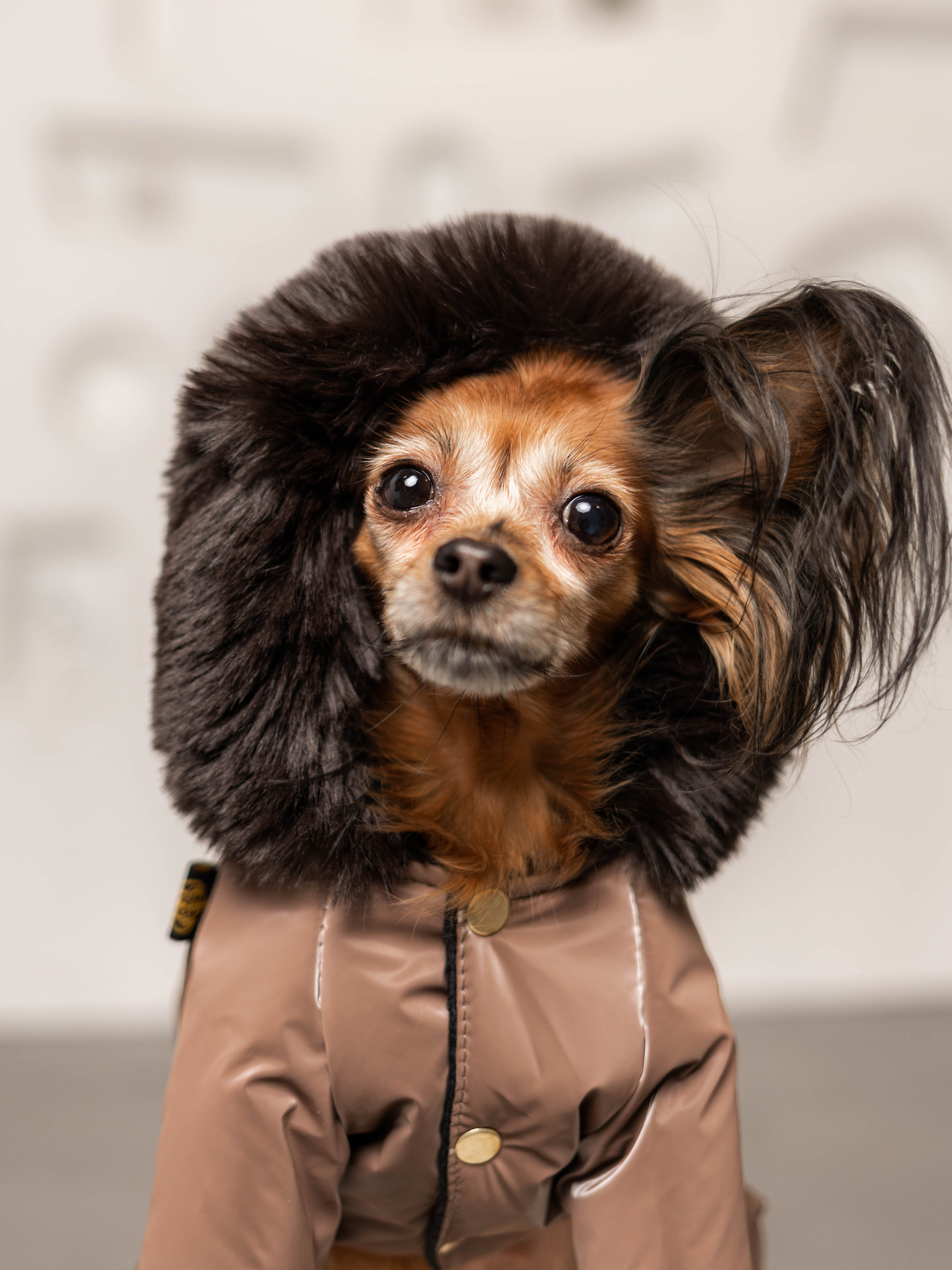 Фотосессия для каталога собачьих товаров на Wildberries