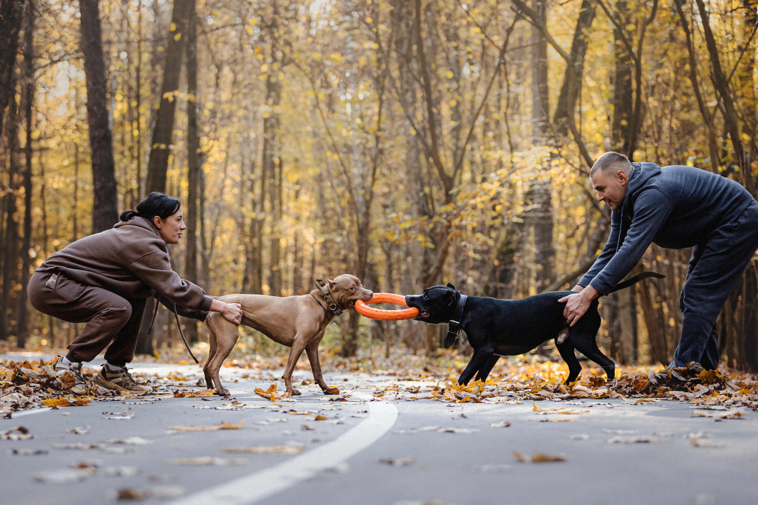 Фотосессия с собаками Камю и Афина в Москве
