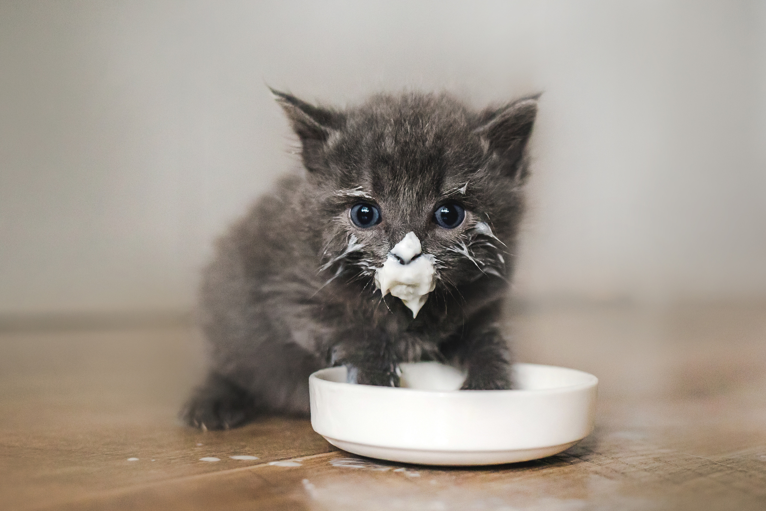 Фотосессия для новорожденных котят