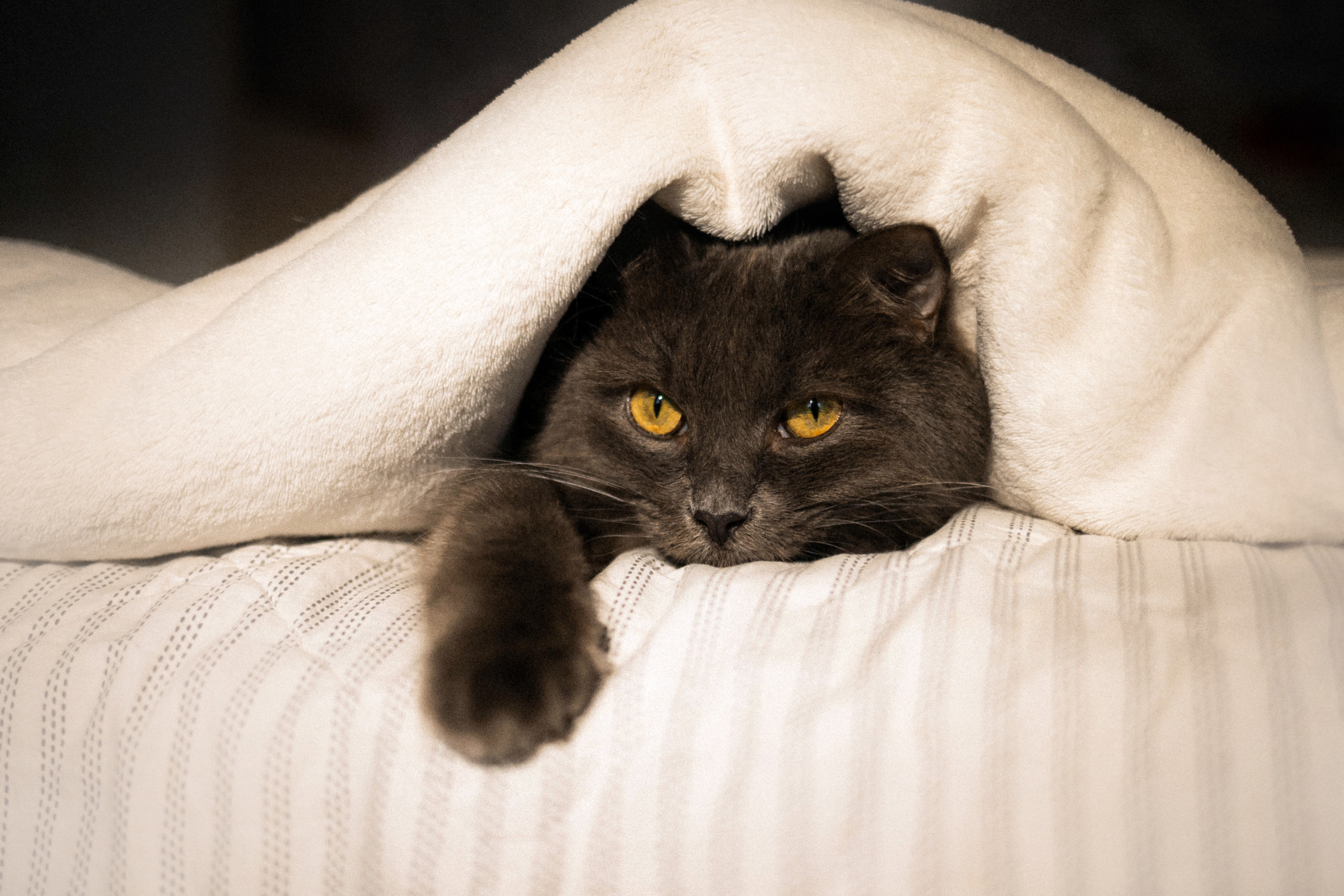 Фотосессия для кота в интерьере