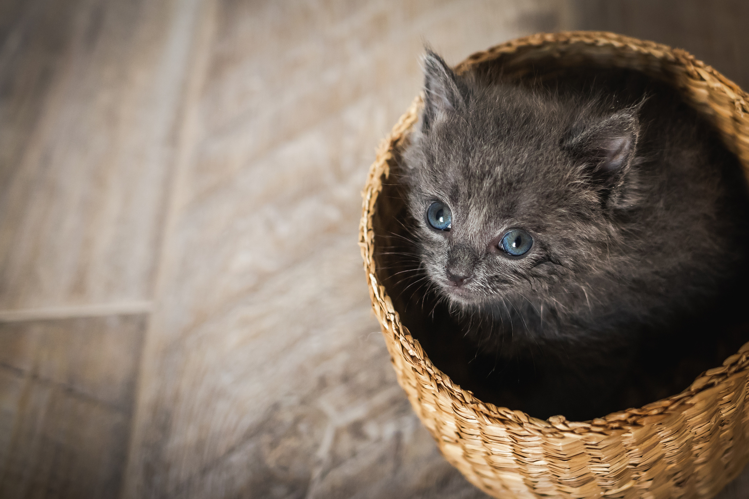 Фотосессия для новорожденных котят