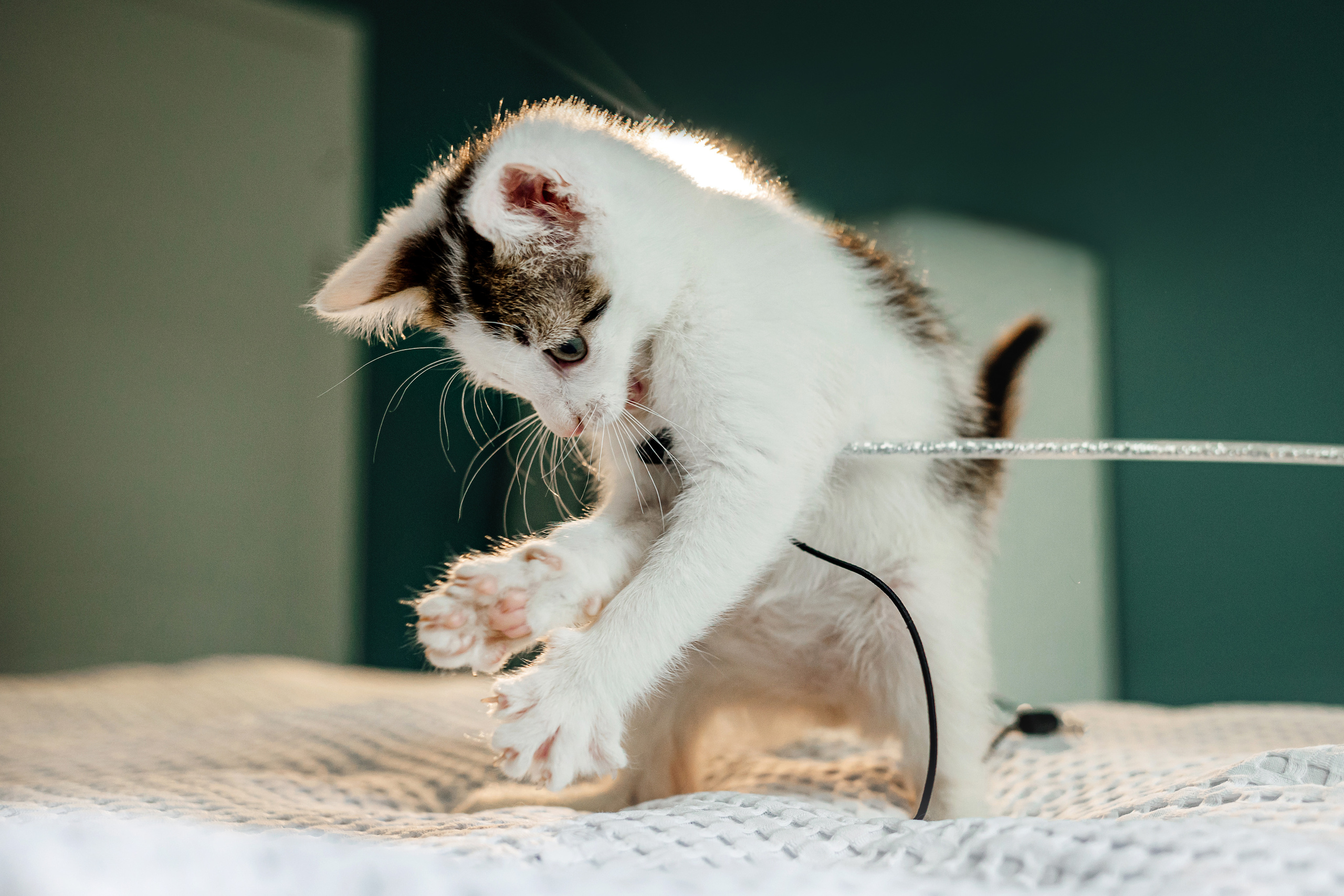 Фотосессия для котят в интерьере