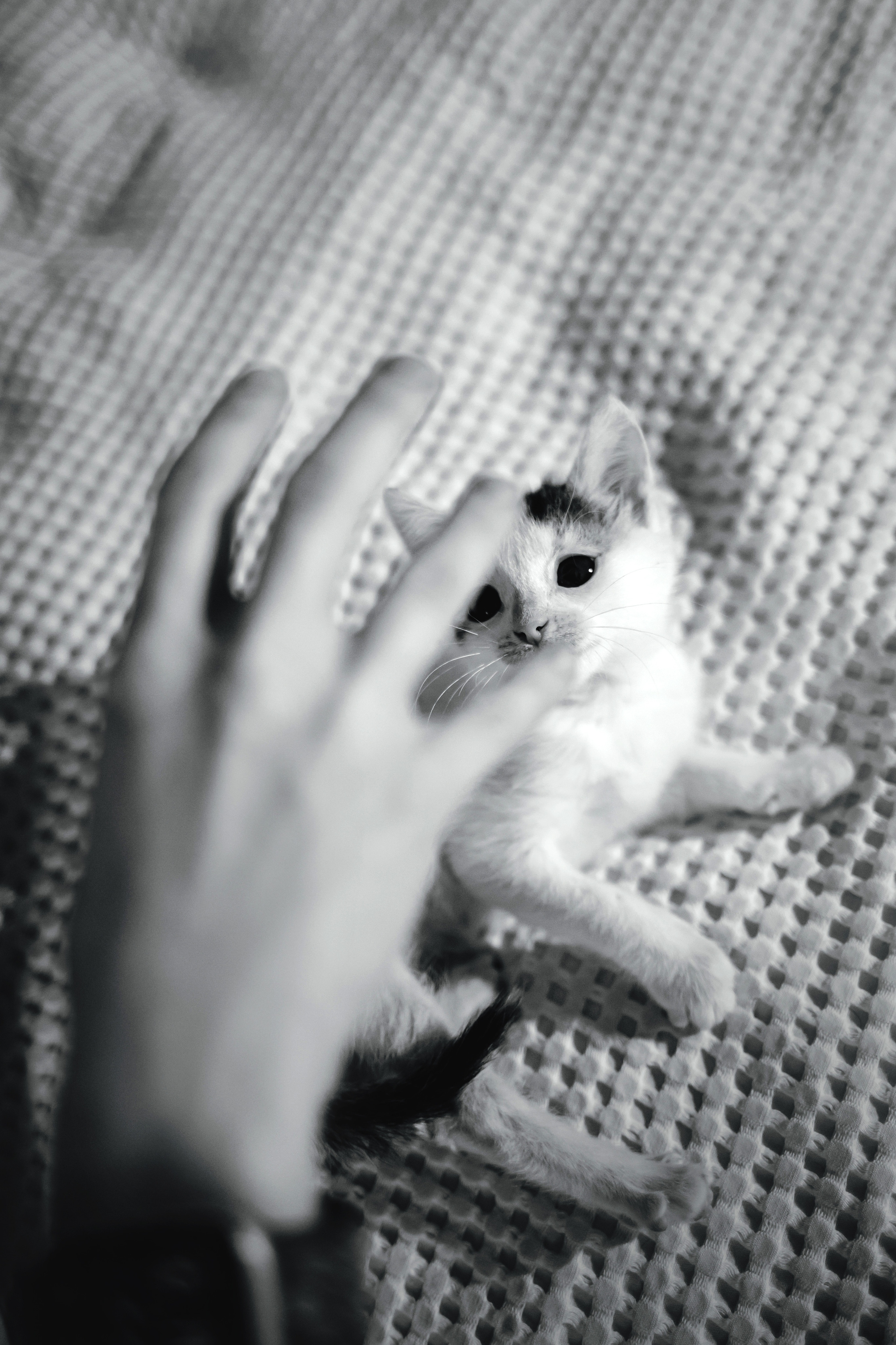 Фотосессия для котят в интерьере