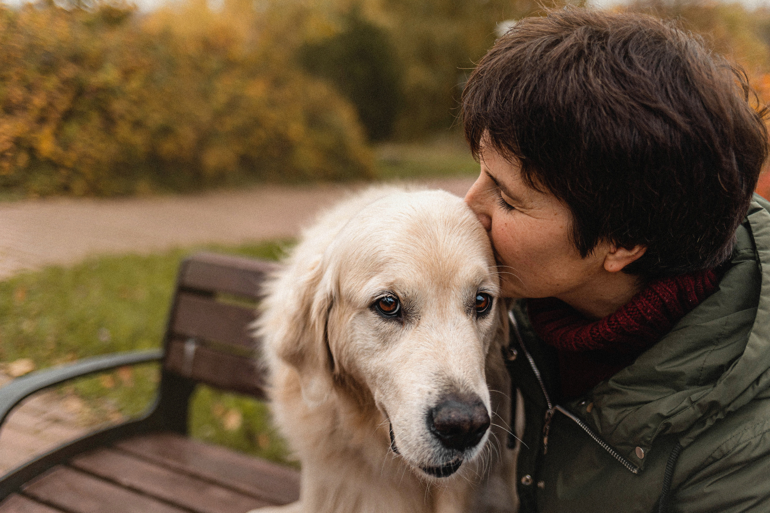 Фотосессия с золотистым ретривером Мартином в Москве