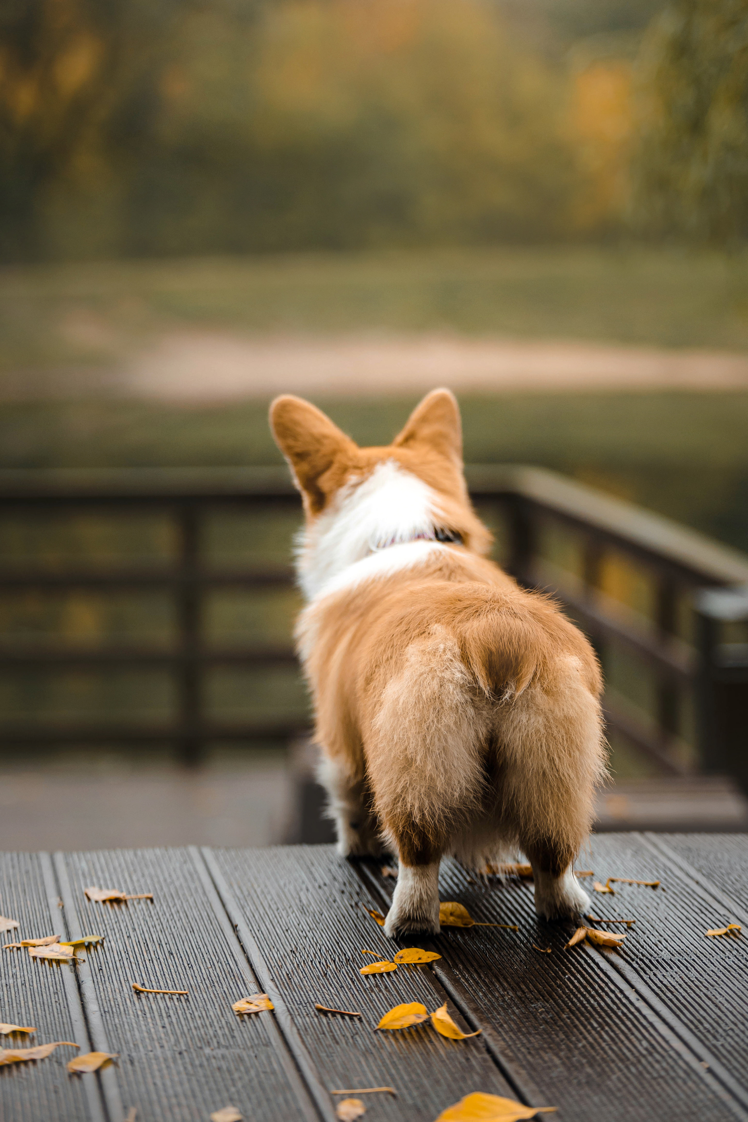Фотосессия с собакой Заей в Москве