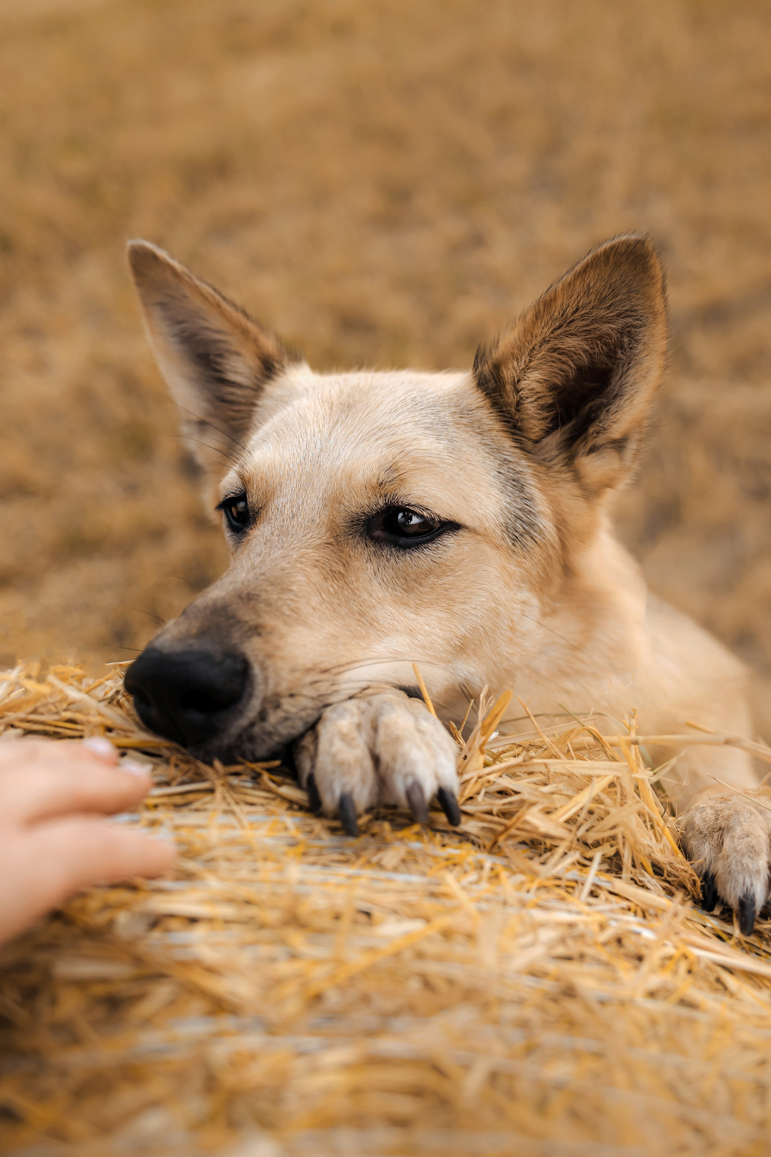 Фотосессия со стогами сена с собаками в Москве