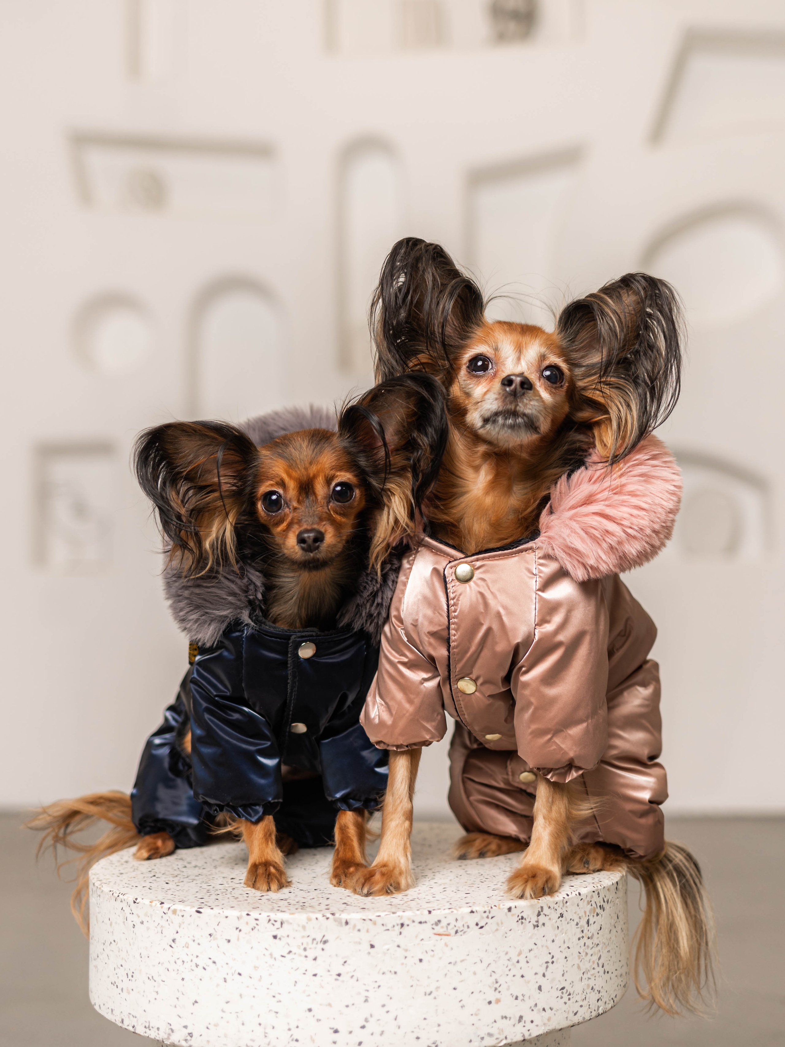 Фотосессия для каталога собачьих товаров на Wildberries