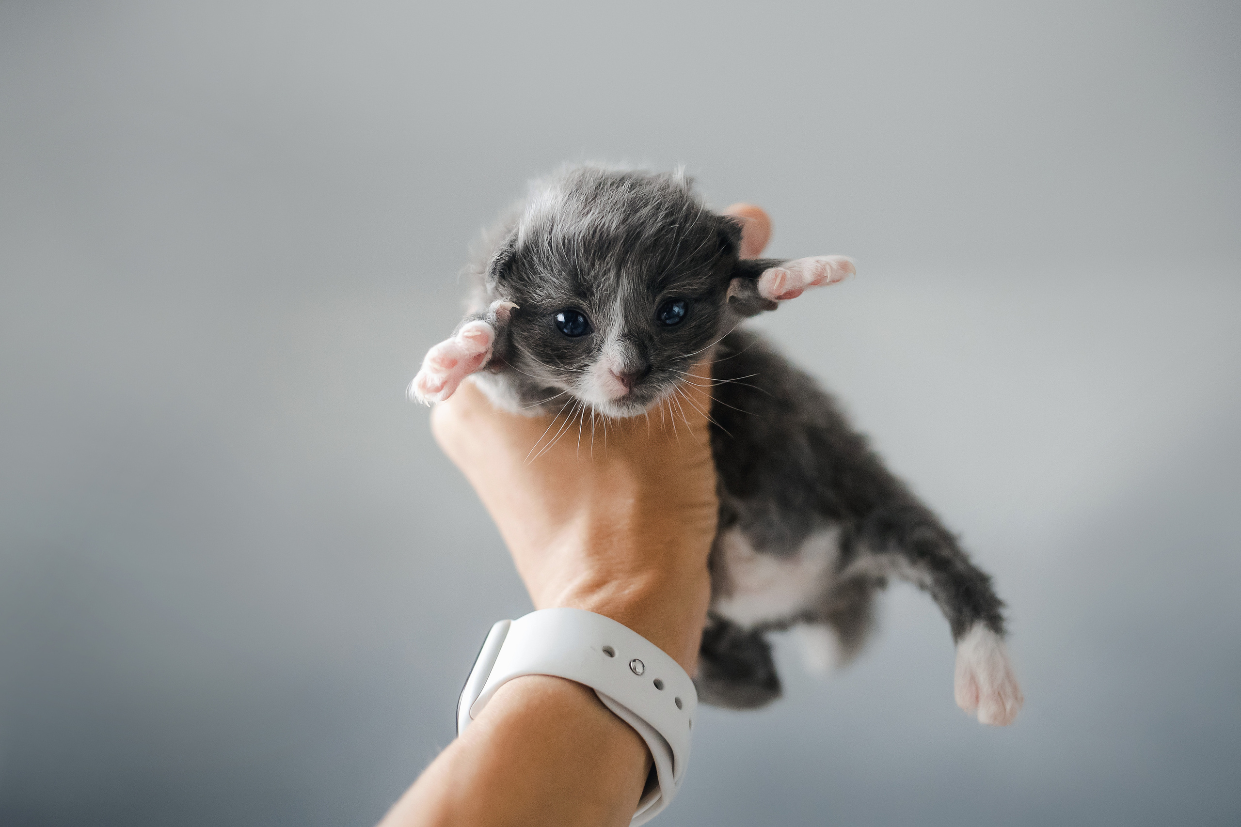 Фотосессия для новорожденных котят