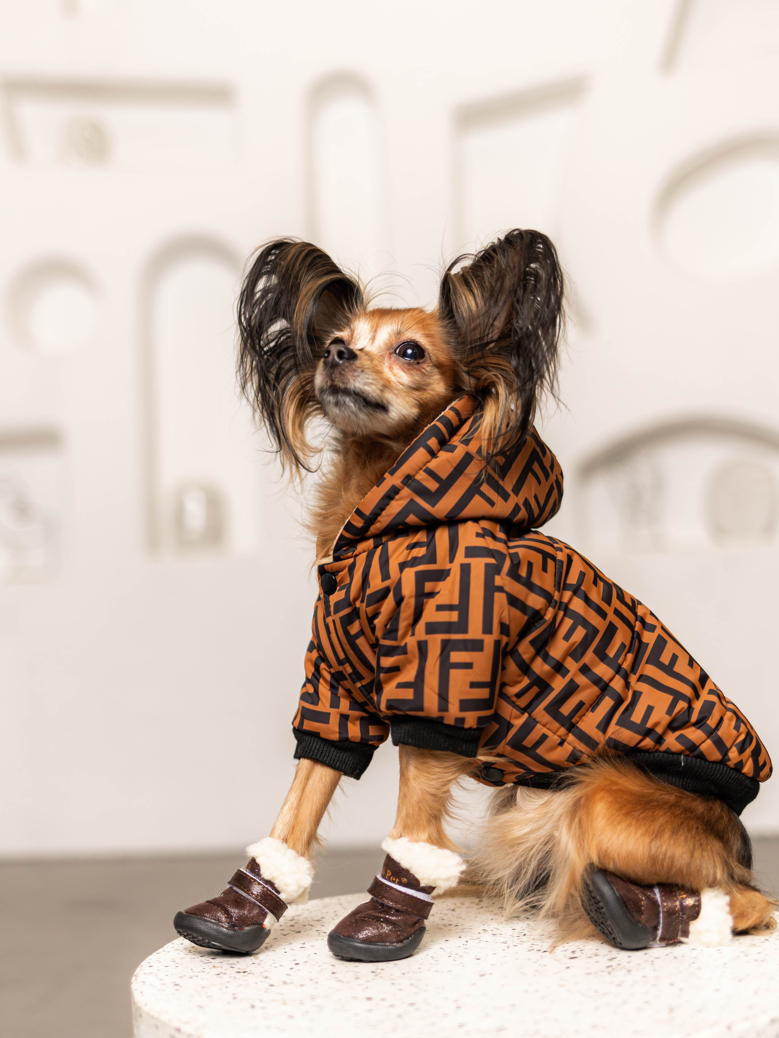 Фотосессия для каталога собачьих товаров на Wildberries