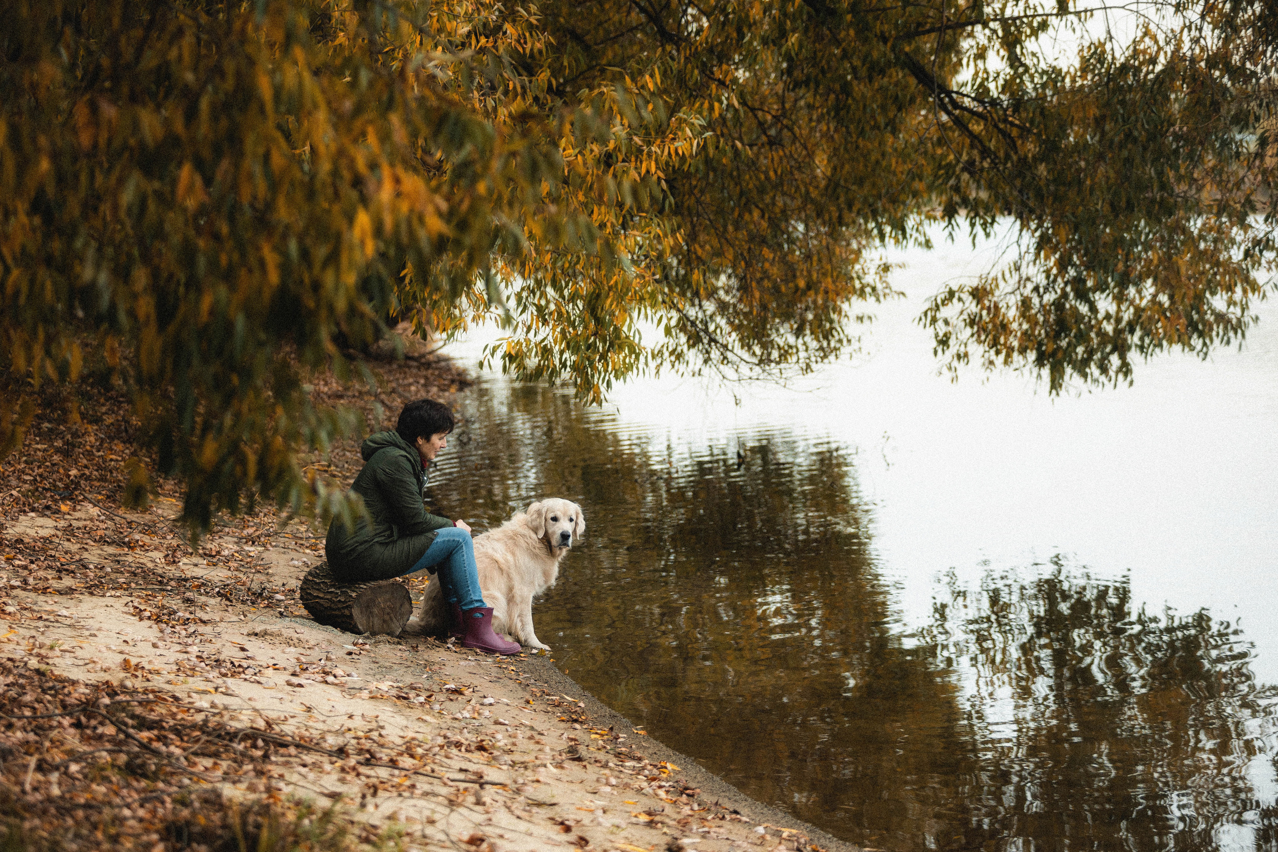 Фотосессия с золотистым ретривером Мартином в Москве