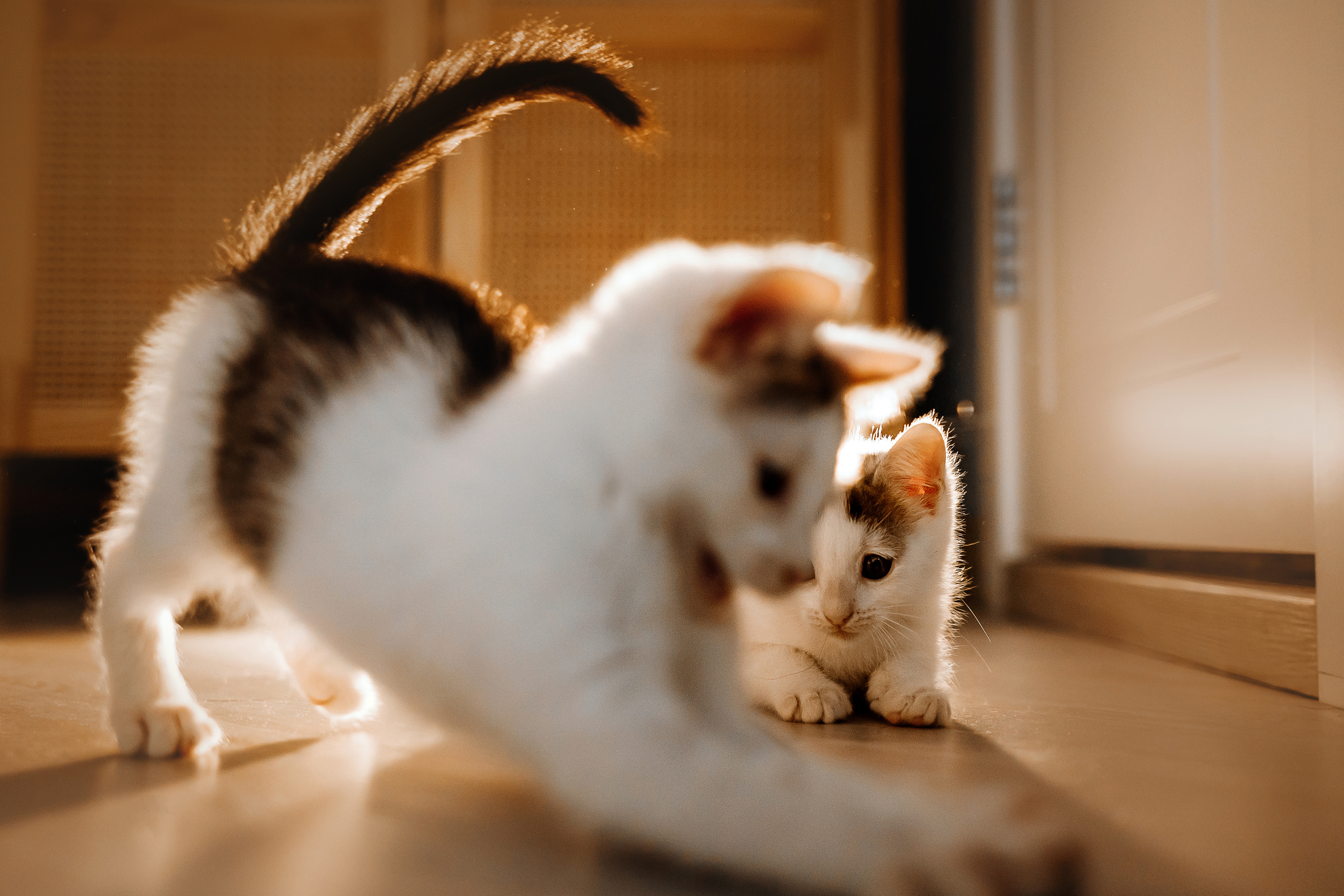 Фотосессия для котят в интерьере