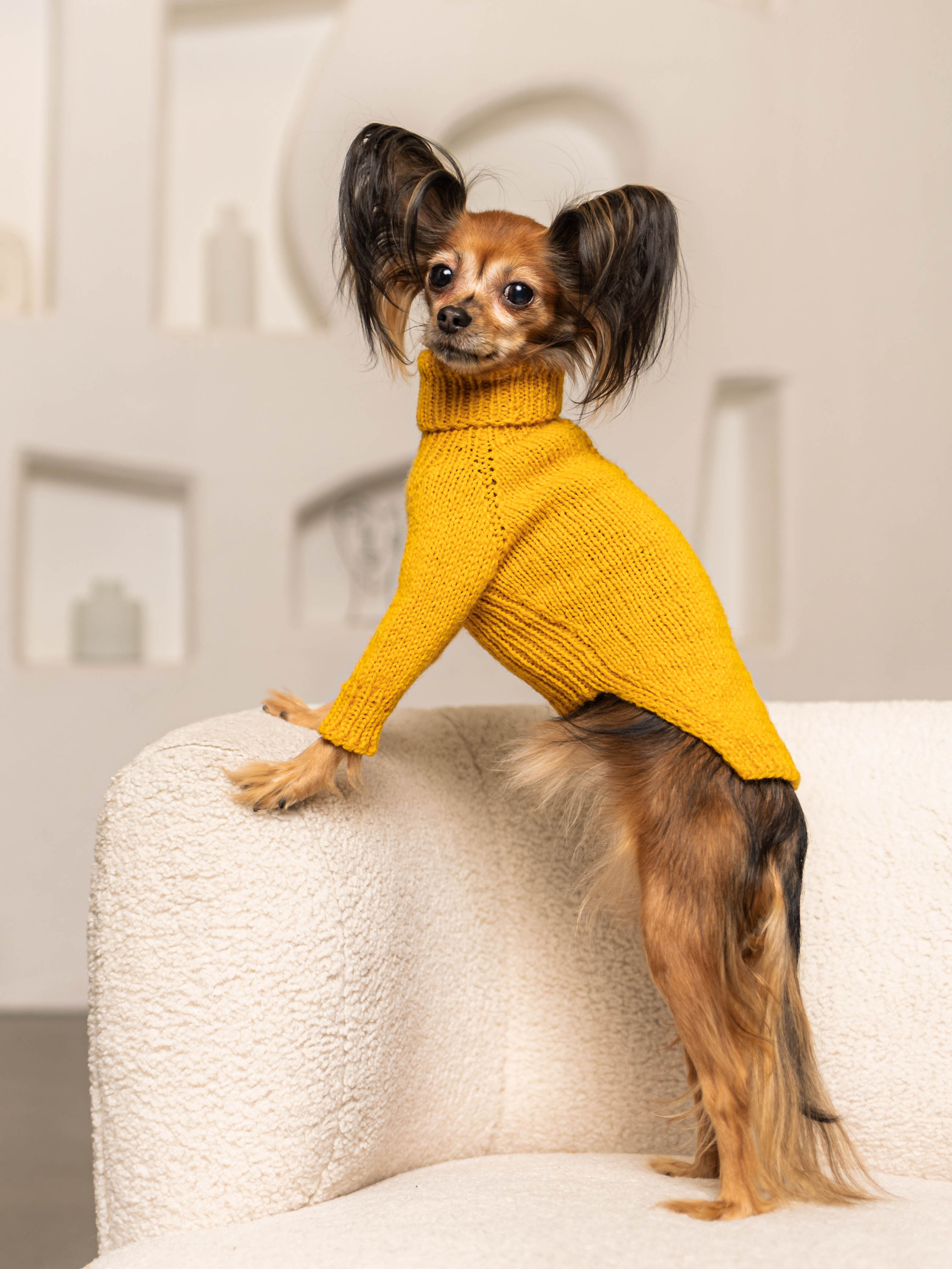 Фотосессия для каталога собачьих товаров на Wildberries