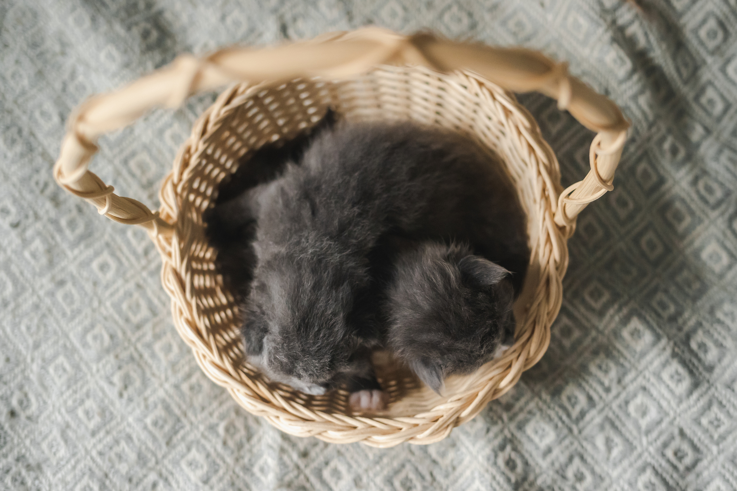 Фотосессия для новорожденных котят