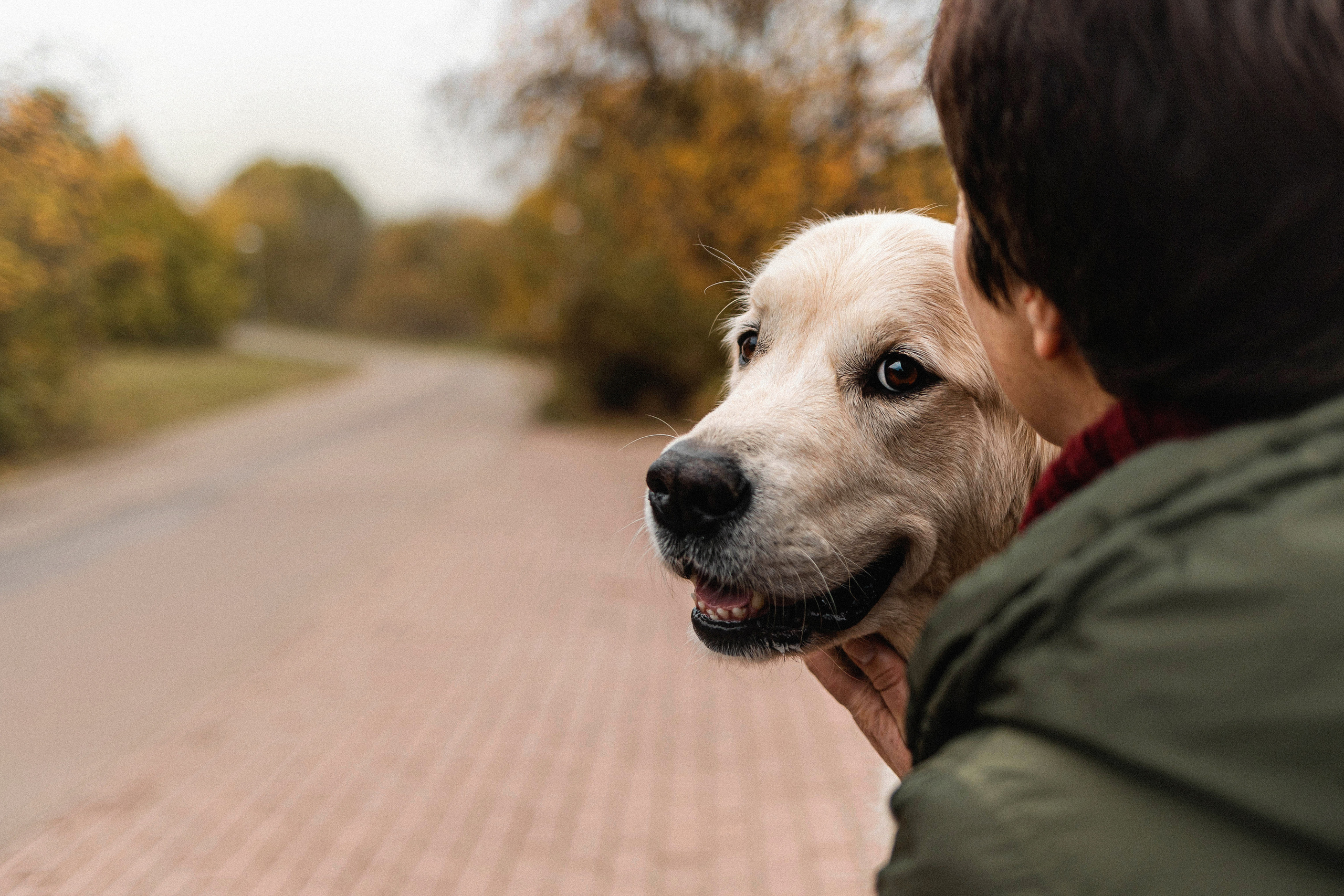 Фотосессия с золотистым ретривером Мартином в Москве