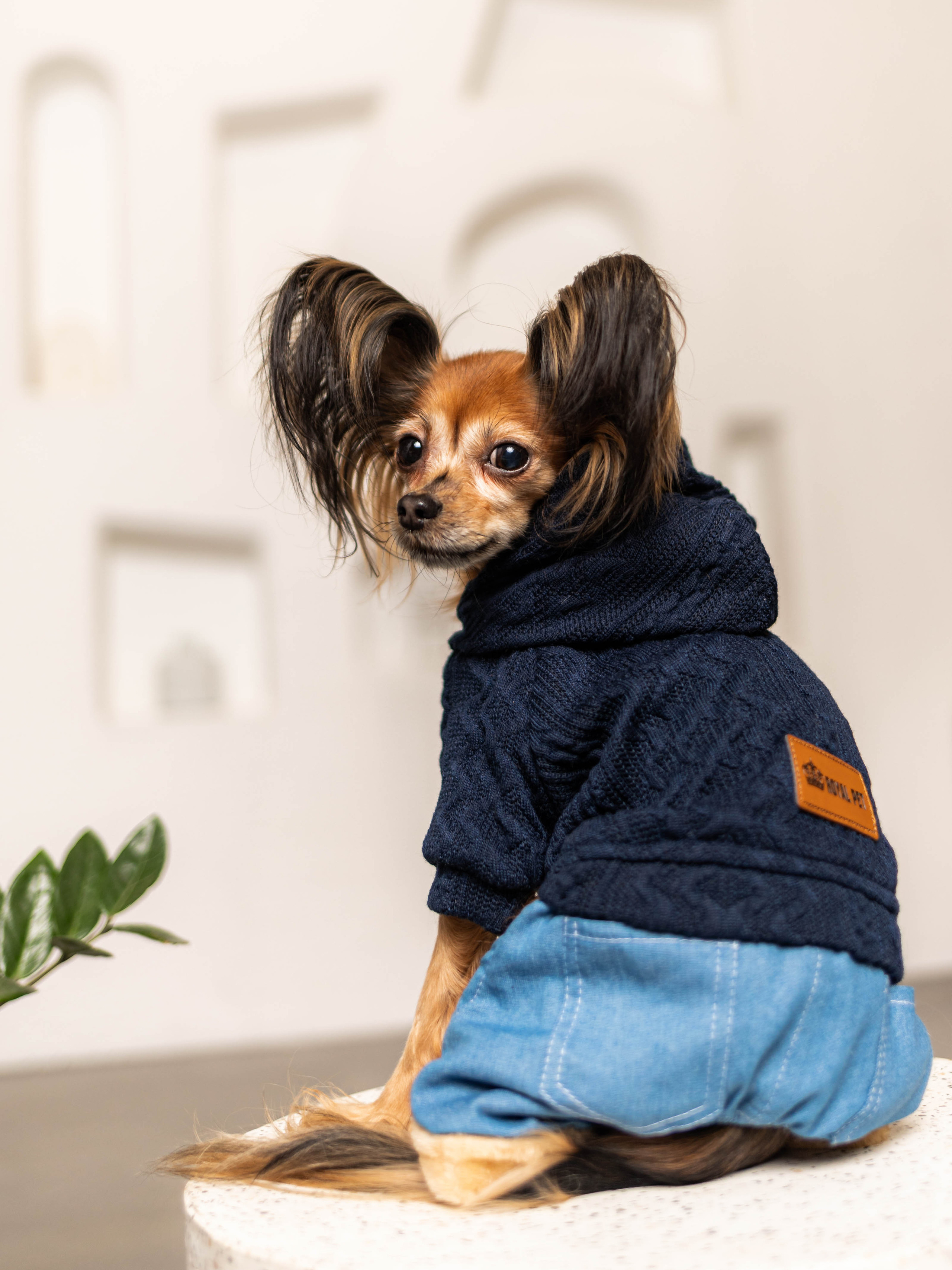 Фотосессия для каталога собачьих товаров на Wildberries