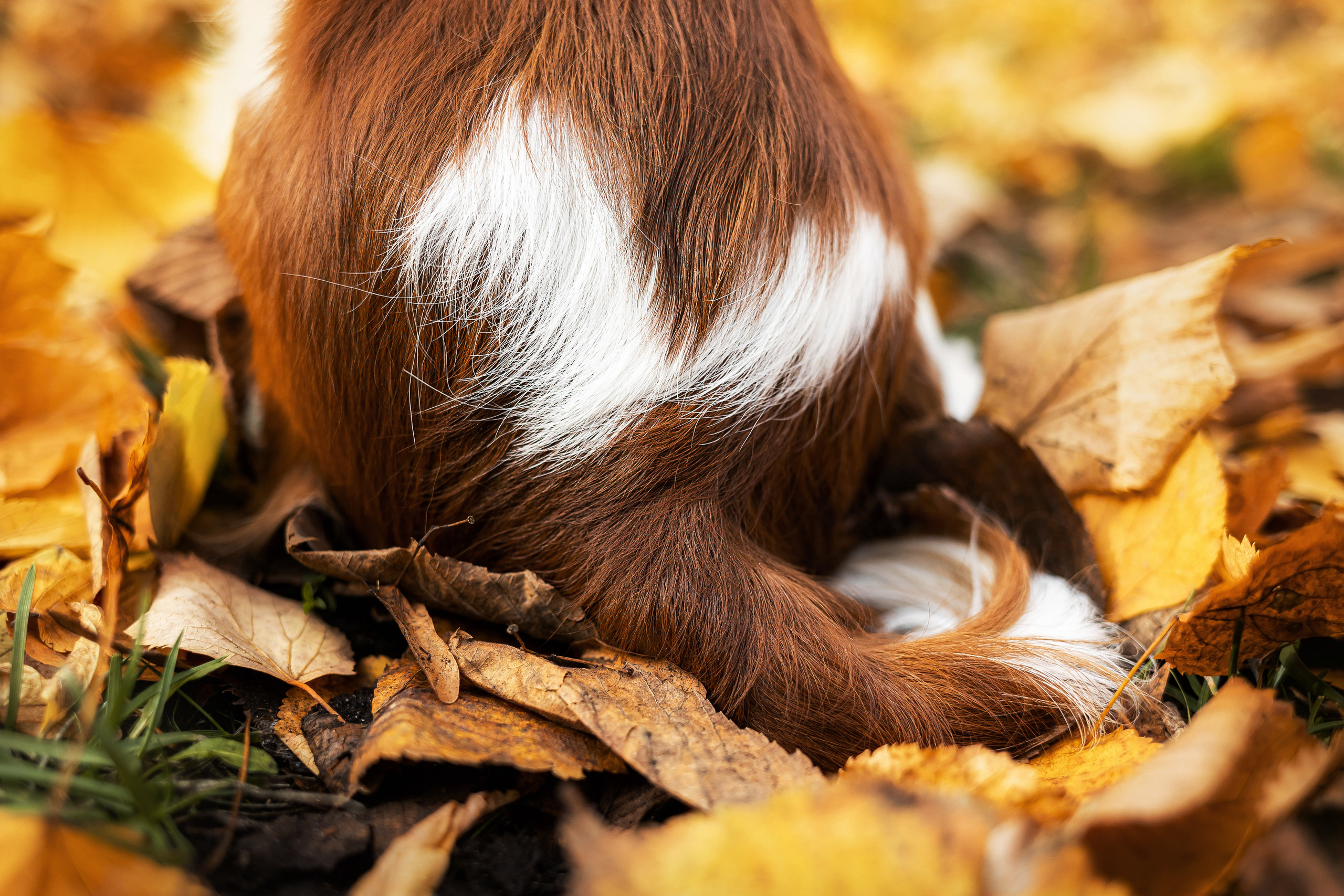 Фотосессия с собакой Флаффи в Москве