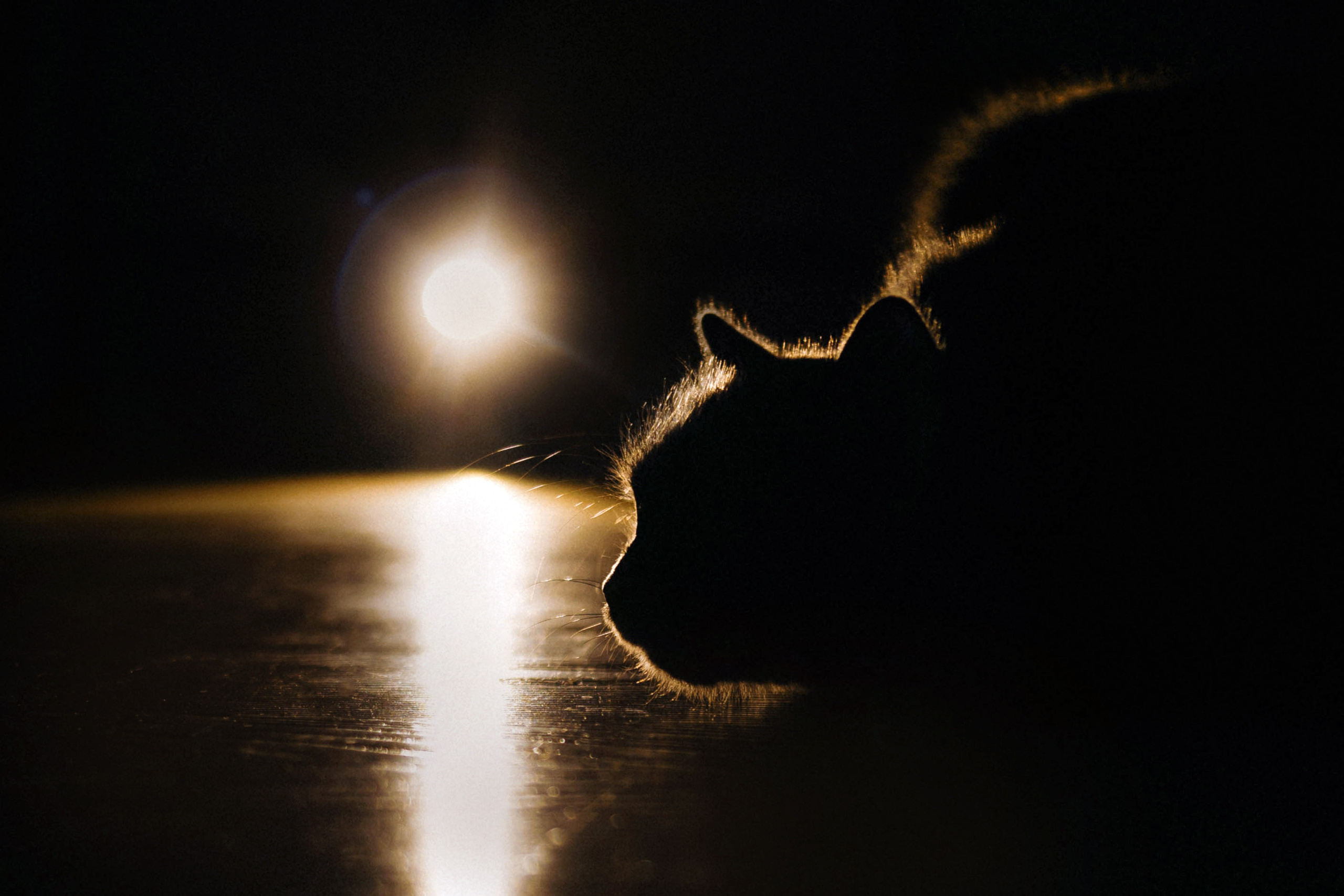 Фотосессия для кота в интерьере