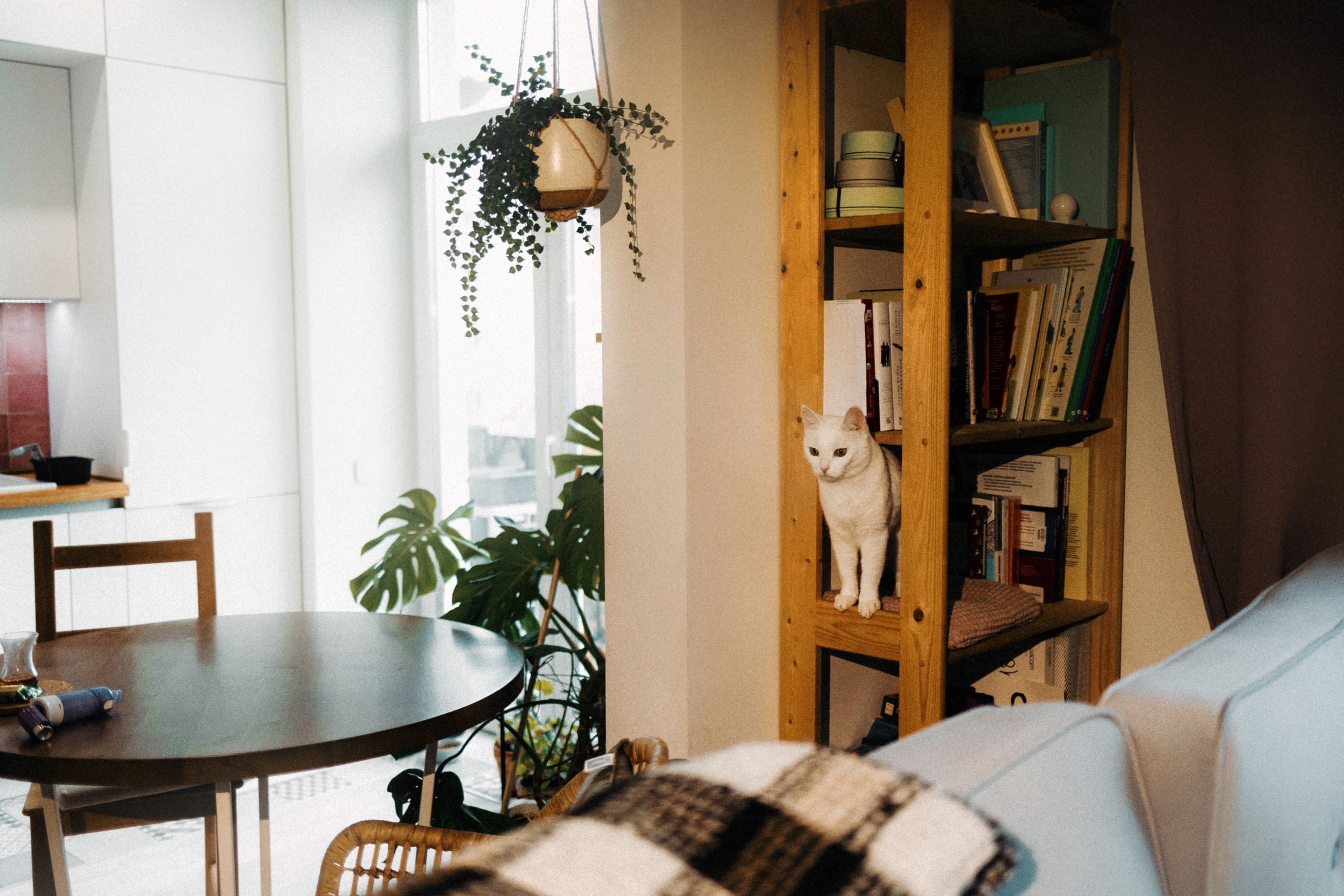 Фотосессия для кота в интерьере