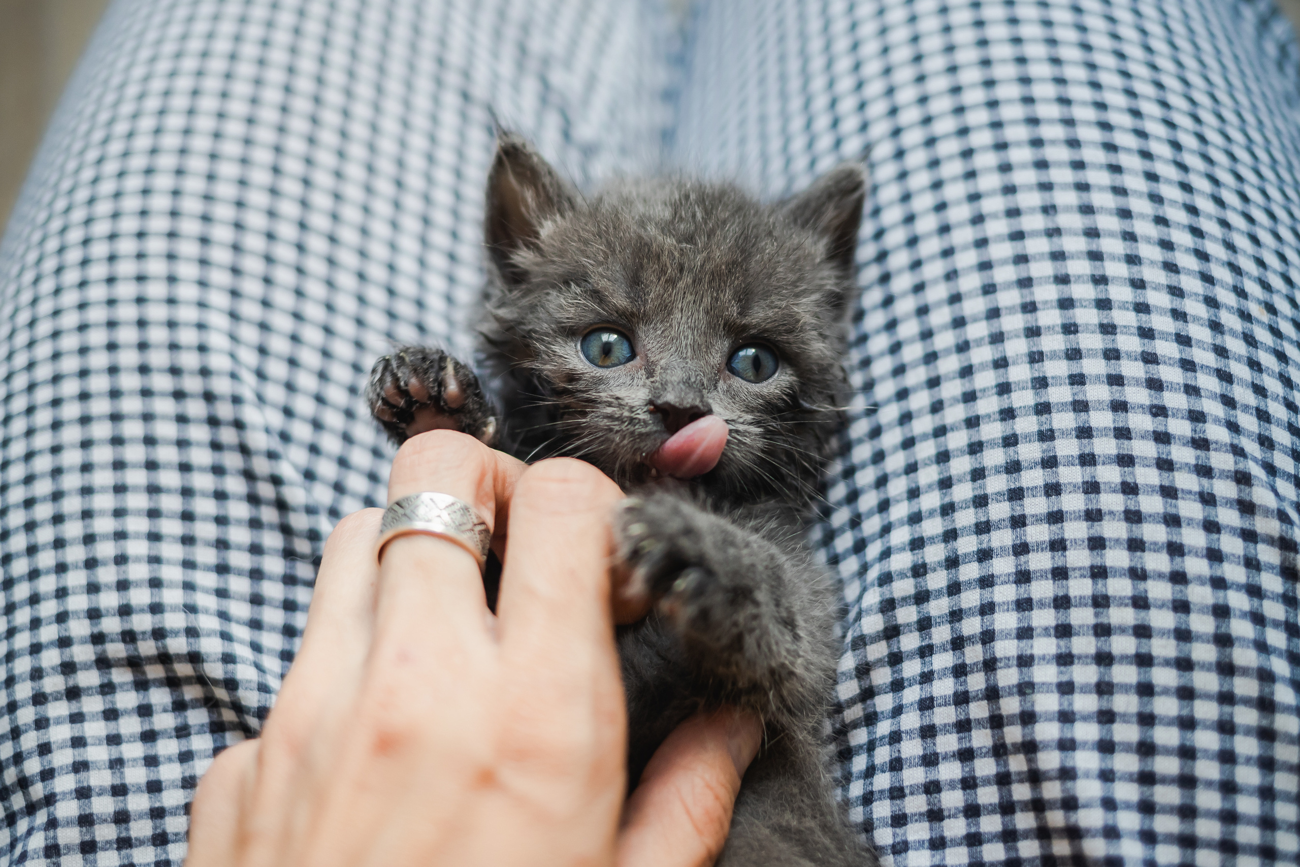 Фотосессия для новорожденных котят