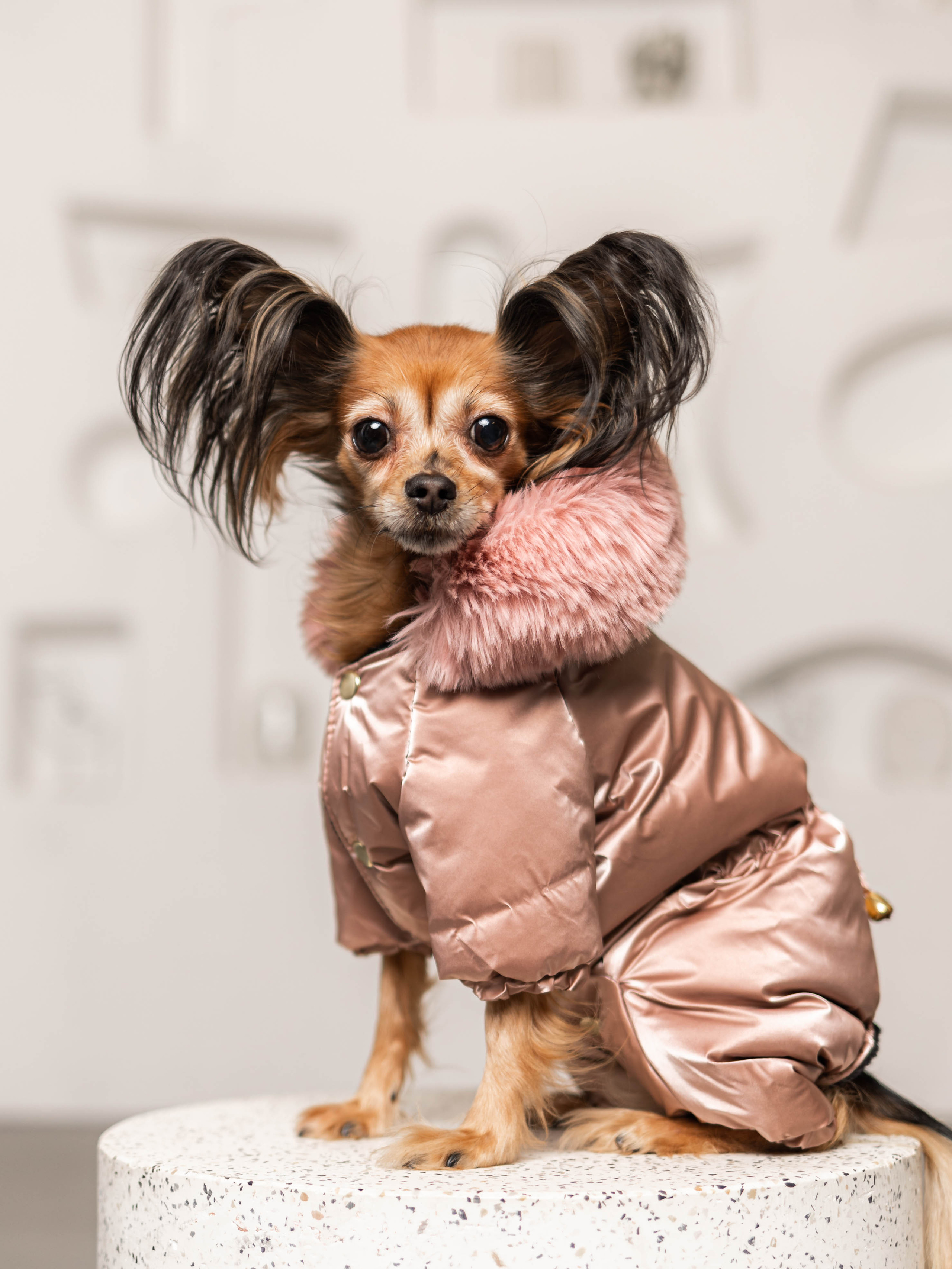 Фотосессия для каталога собачьих товаров на Wildberries