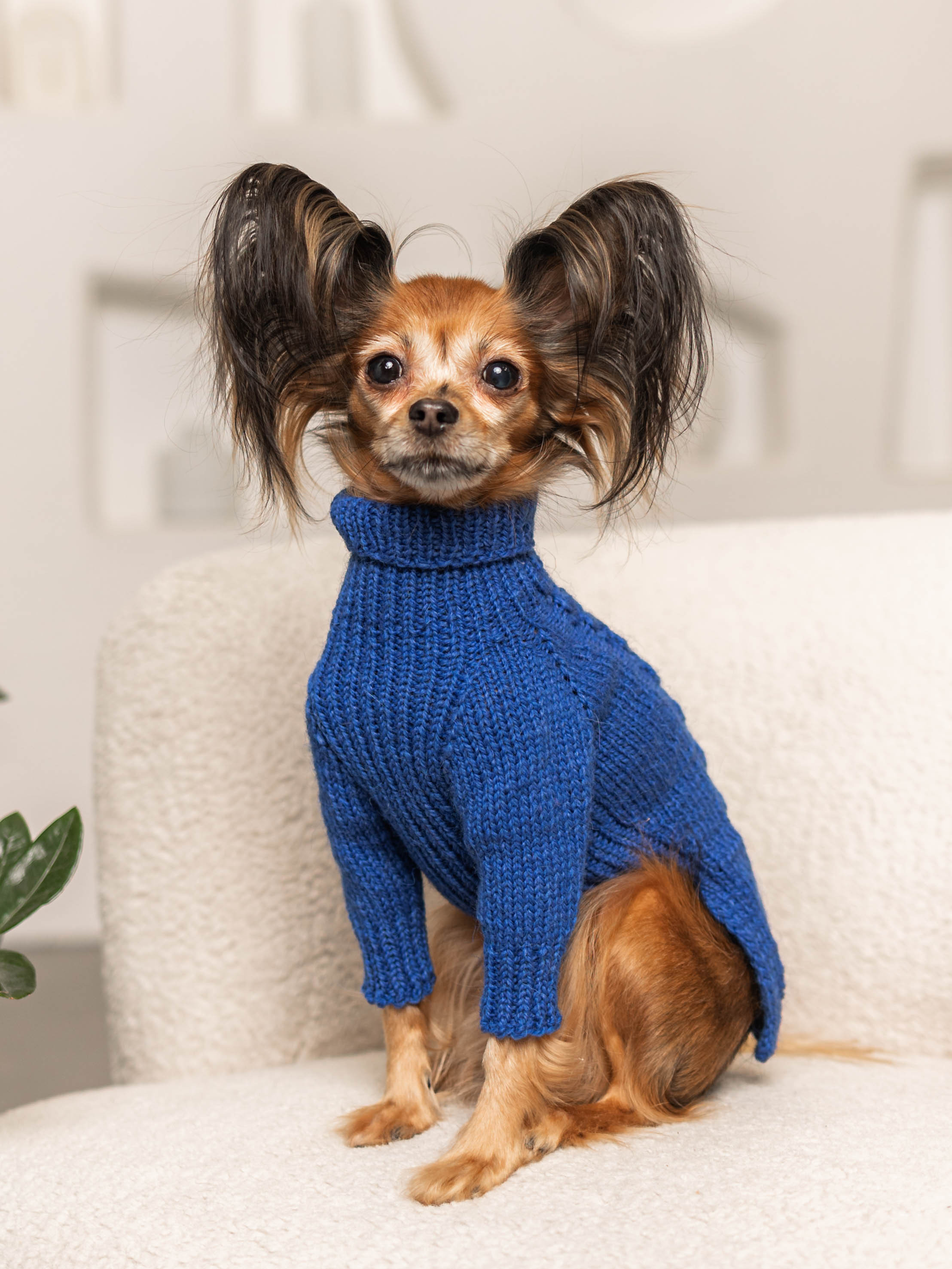 Фотосессия для каталога собачьих товаров на Wildberries