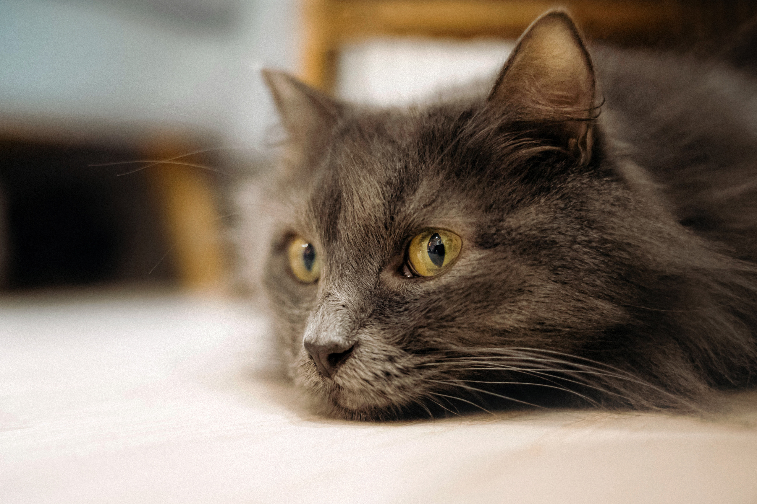 Фотосессия для кота в интерьере