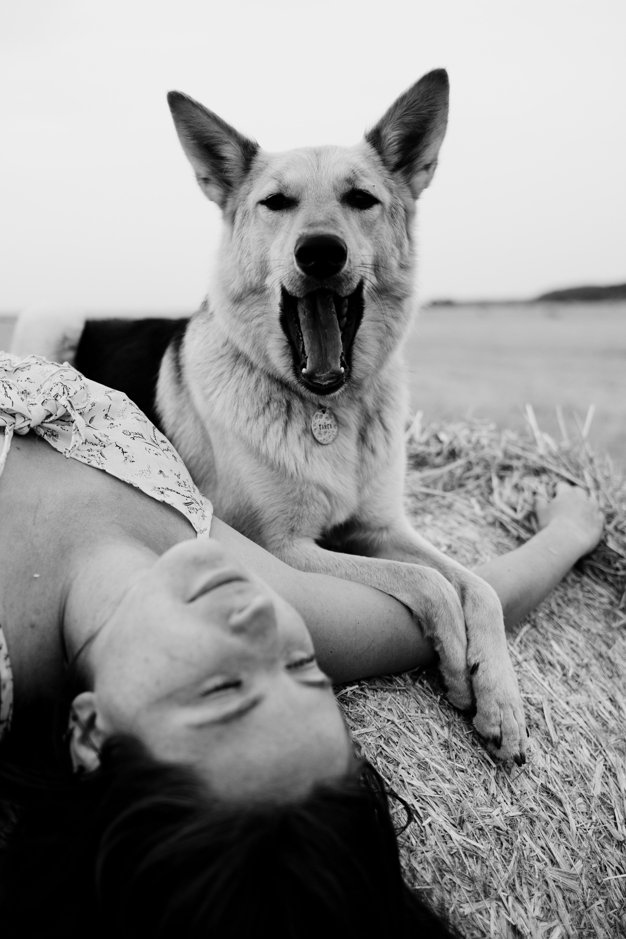 Фотосессия со стогами сена с собаками в Москве