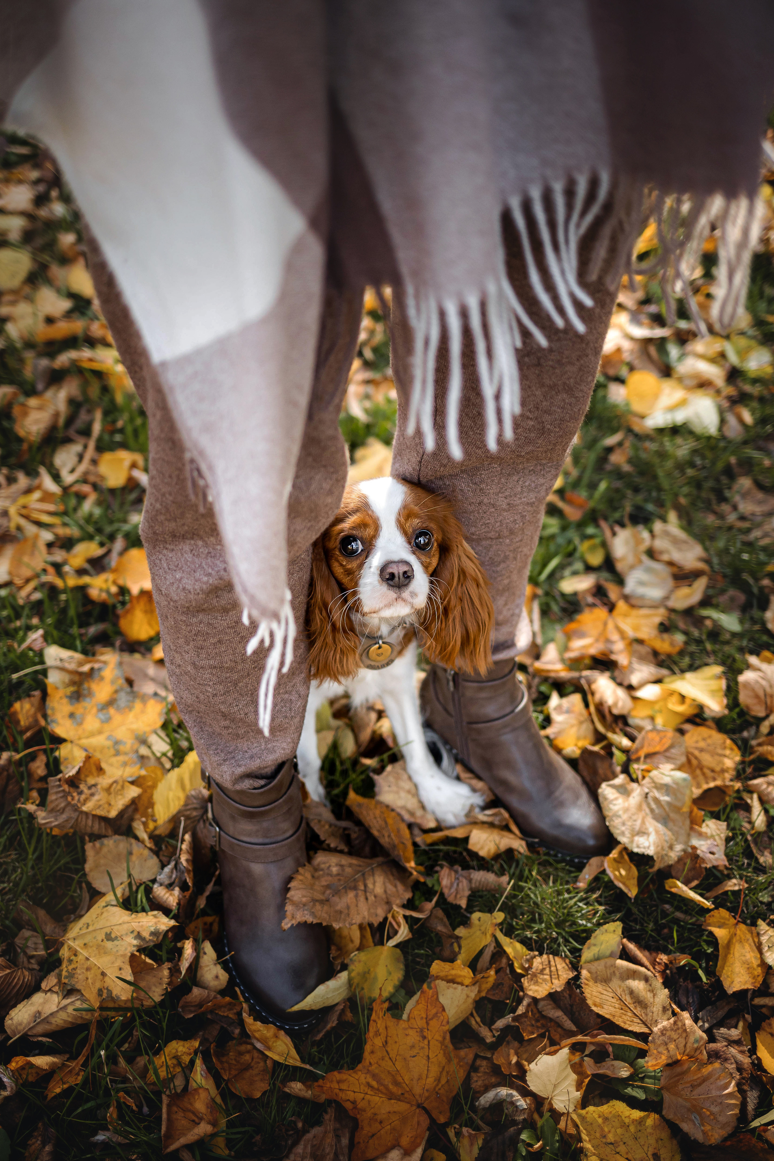Фотосессия с собакой Флаффи в Москве